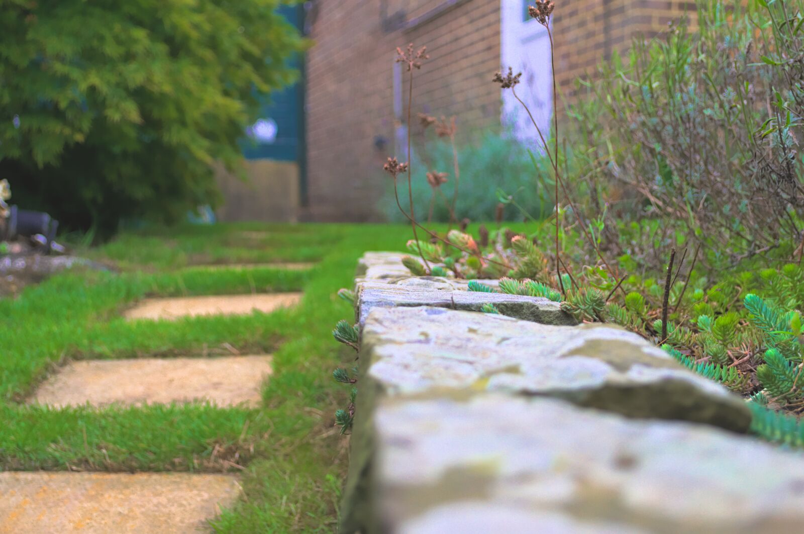 Nikon D3100 sample photo. Path, pathway, grass photography