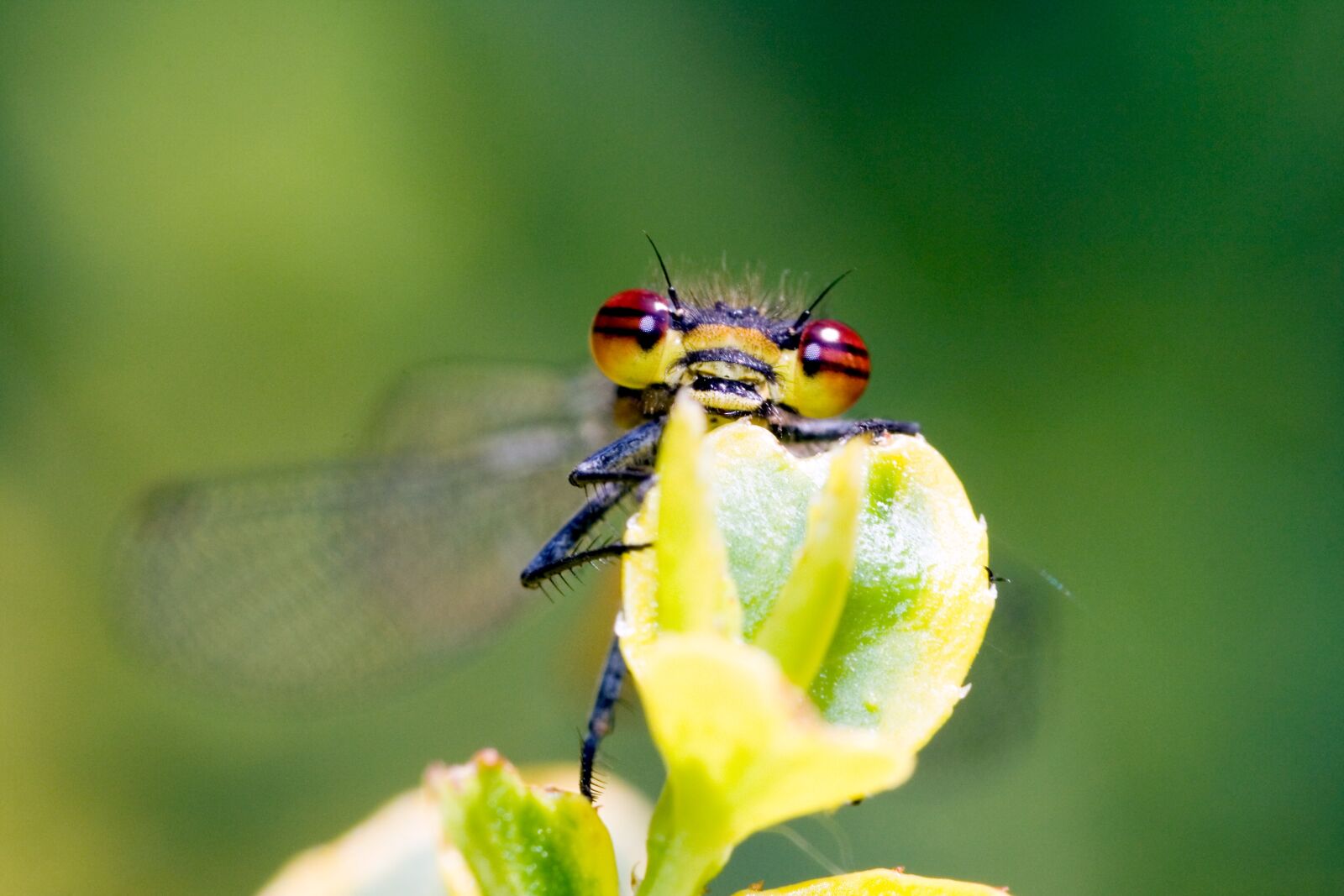 Canon EOS 350D (EOS Digital Rebel XT / EOS Kiss Digital N) sample photo. Small dragonfly, water maid photography