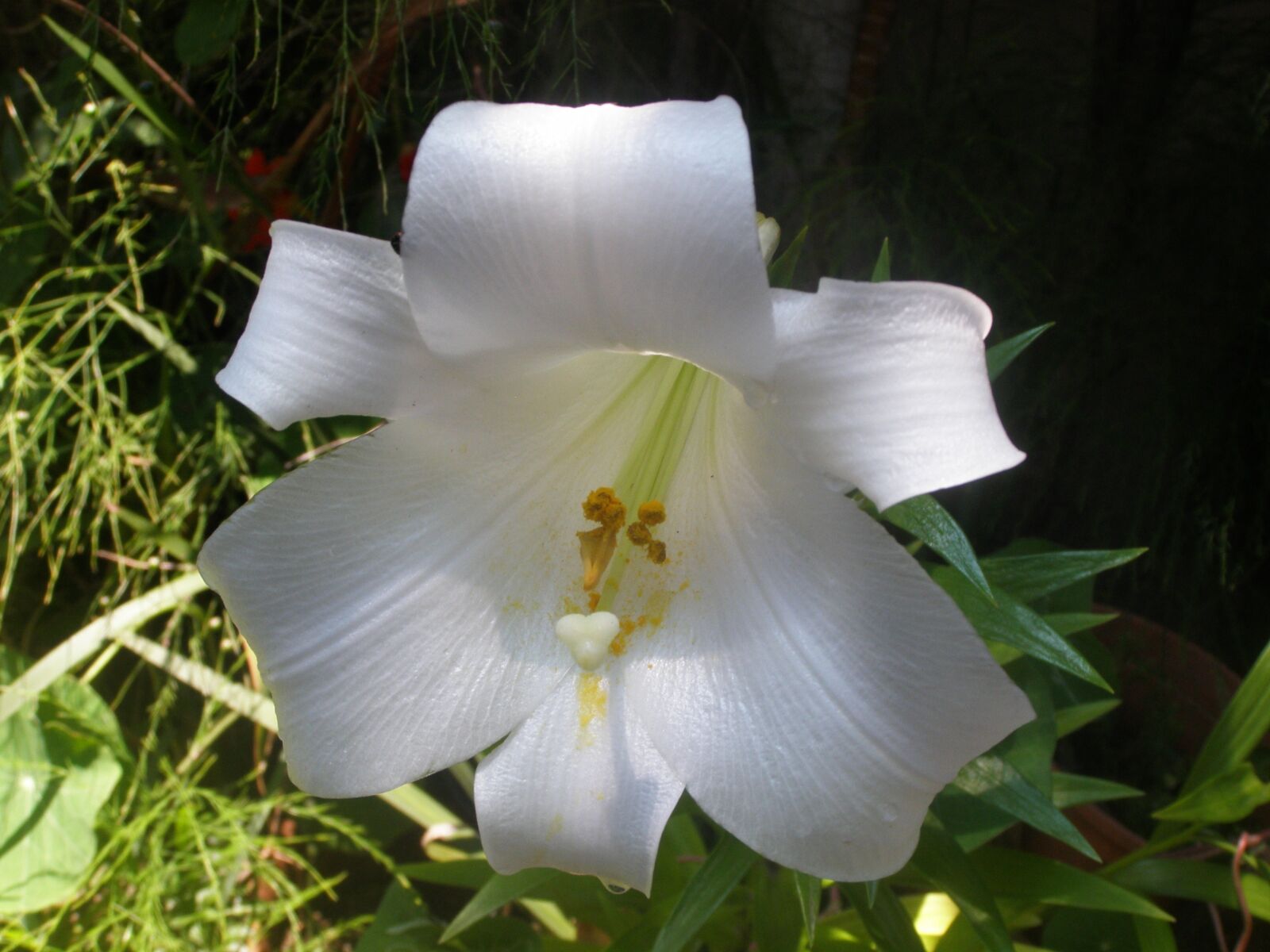 Olympus SP510UZ sample photo. Lily, white, nature photography