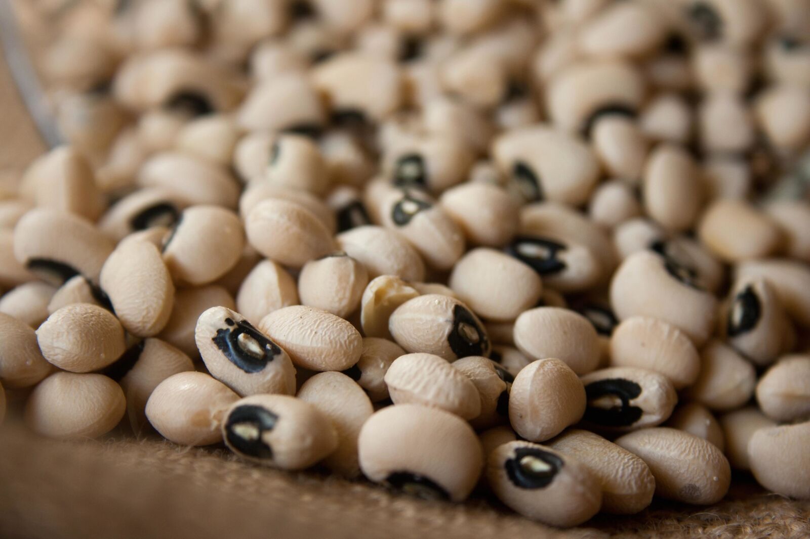 Canon EOS 1000D (EOS Digital Rebel XS / EOS Kiss F) sample photo. Beans, food, seed, ingredient photography