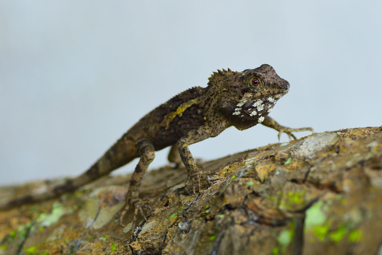 Nikon D750 sample photo. Animal, crawling gang, reptiles photography