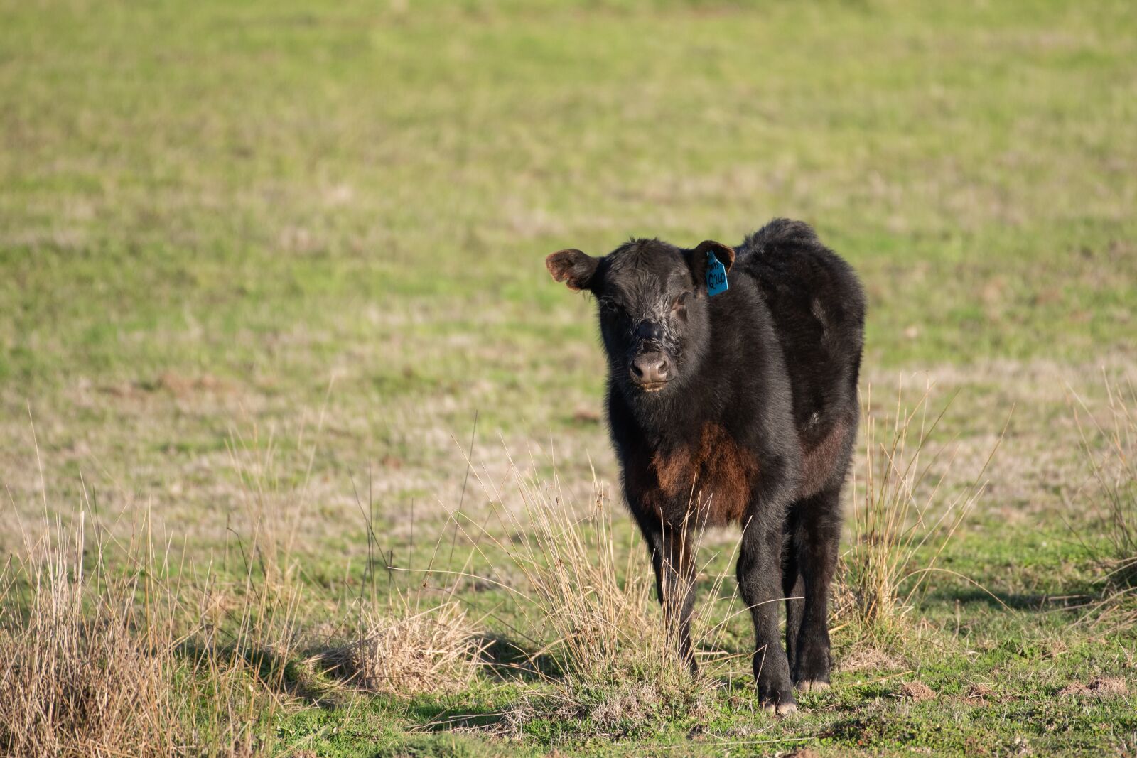 Nikon D750 sample photo. Cow, calf, young photography