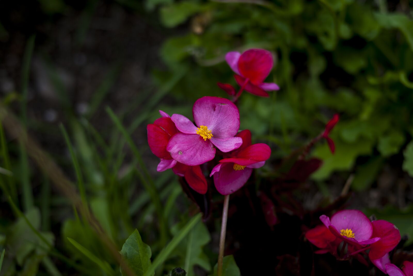 Nikon D60 sample photo. Flower, nature, plant photography