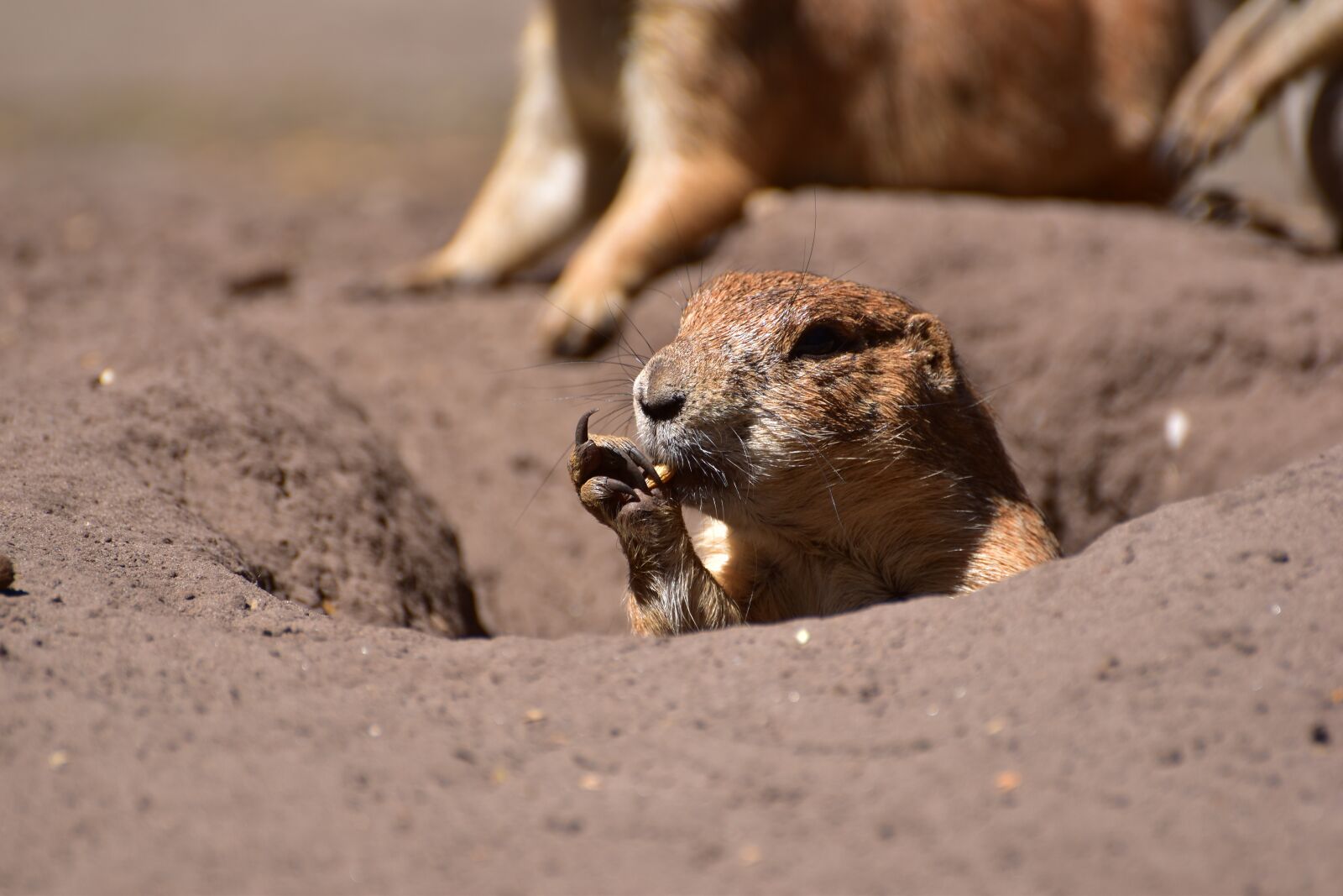 Nikon D5600 sample photo. Prairie dog, eat, young photography