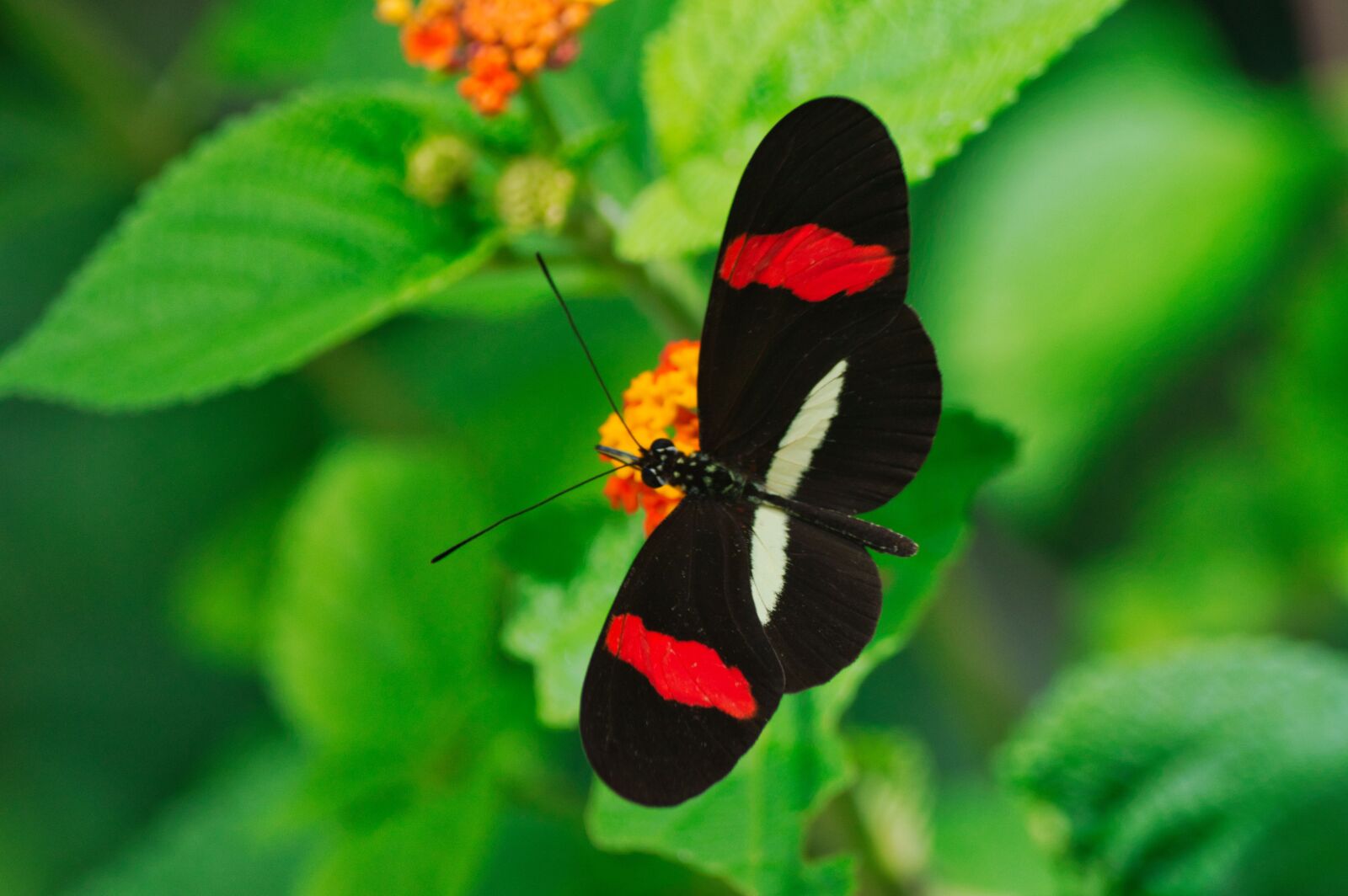 Nikon D3200 sample photo. Costa rica, insect, fauna photography