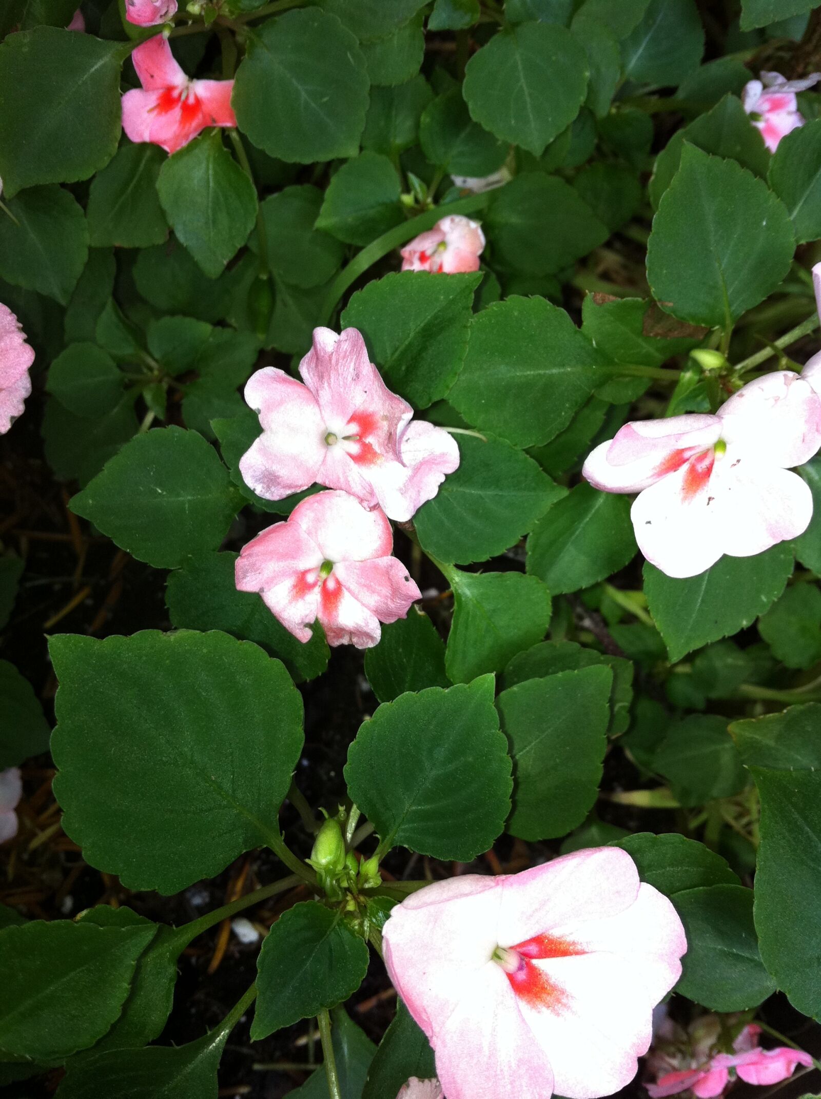 Apple iPhone 4 sample photo
