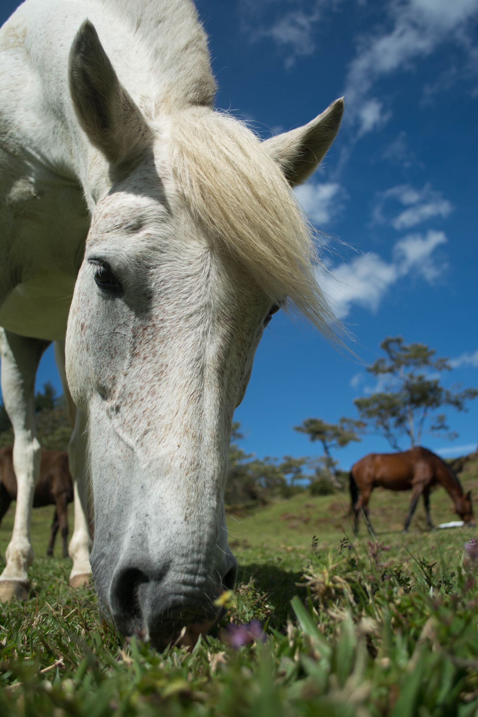 Nikon D5200 sample photo. Horse, white horse, equestrian photography
