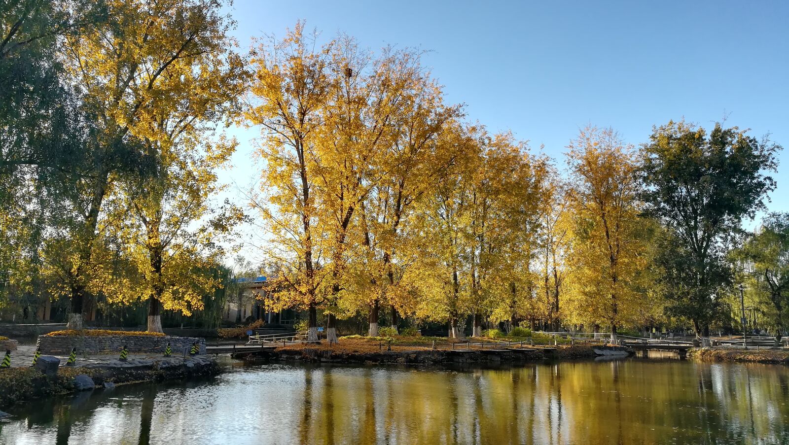 HUAWEI c??Eu?s 6X sample photo. Golden autumn, yellow, sun photography