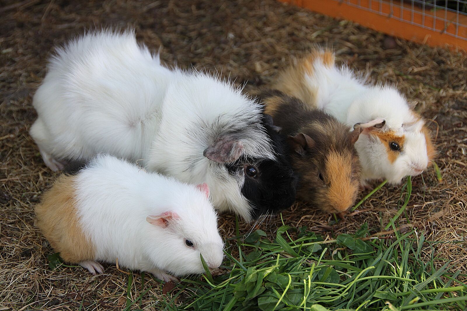 Canon EOS 500D (EOS Rebel T1i / EOS Kiss X3) sample photo. Guinea pig, nager, rodent photography