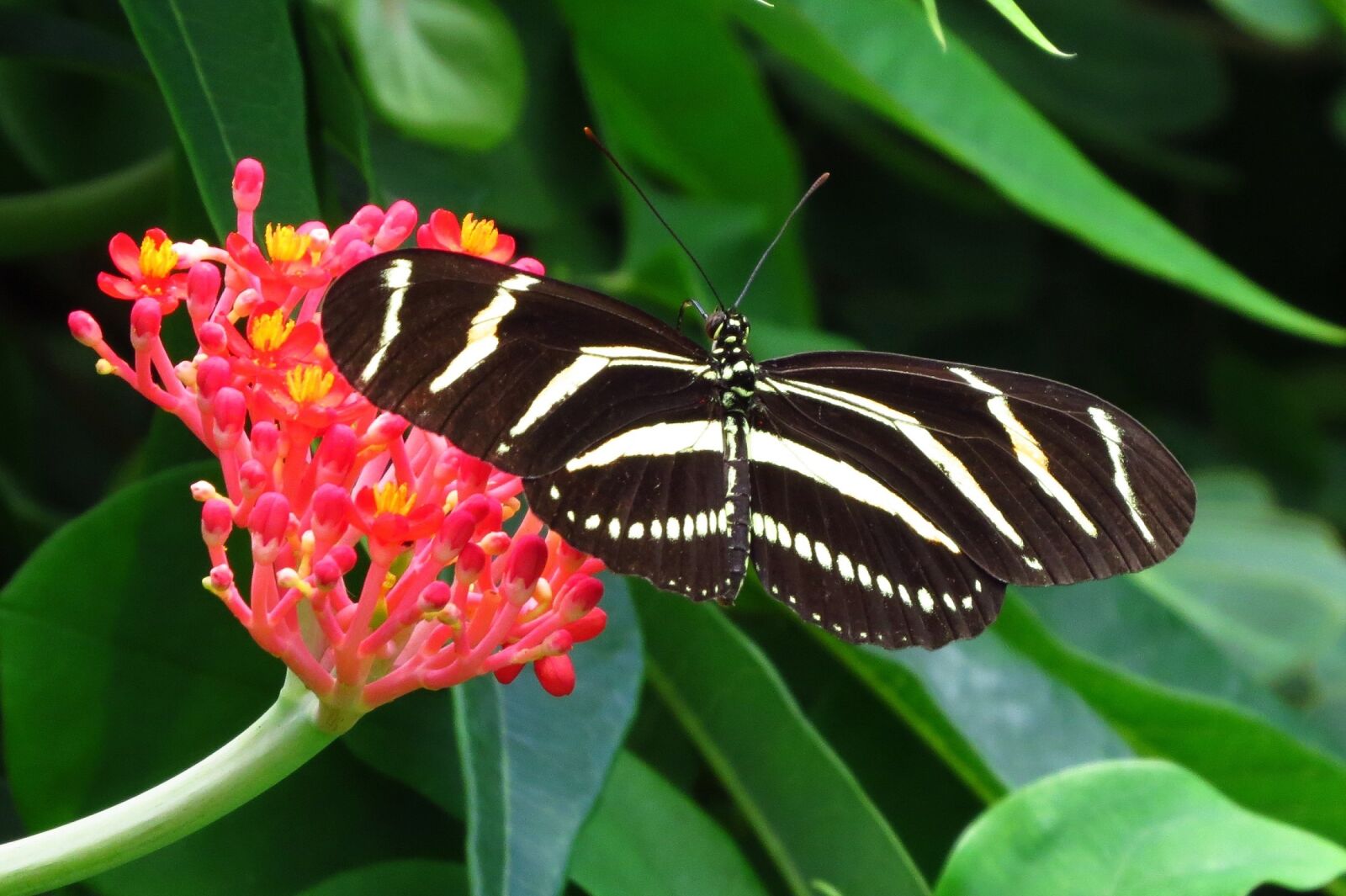 Canon PowerShot SX50 HS sample photo. Butterfly, insect, macro photography