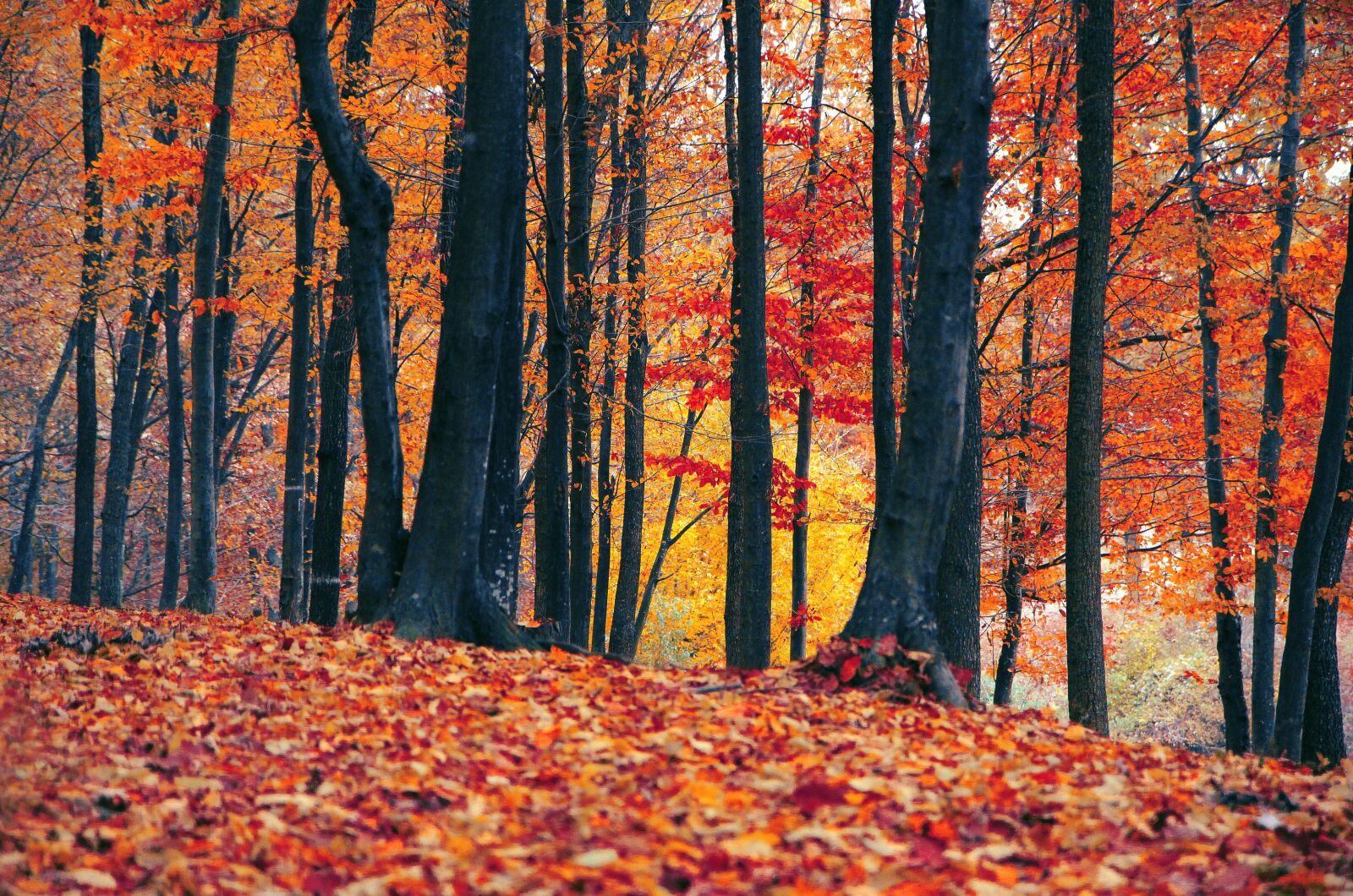 Canon EOS 600D (Rebel EOS T3i / EOS Kiss X5) sample photo. Fall, leaf, wood photography