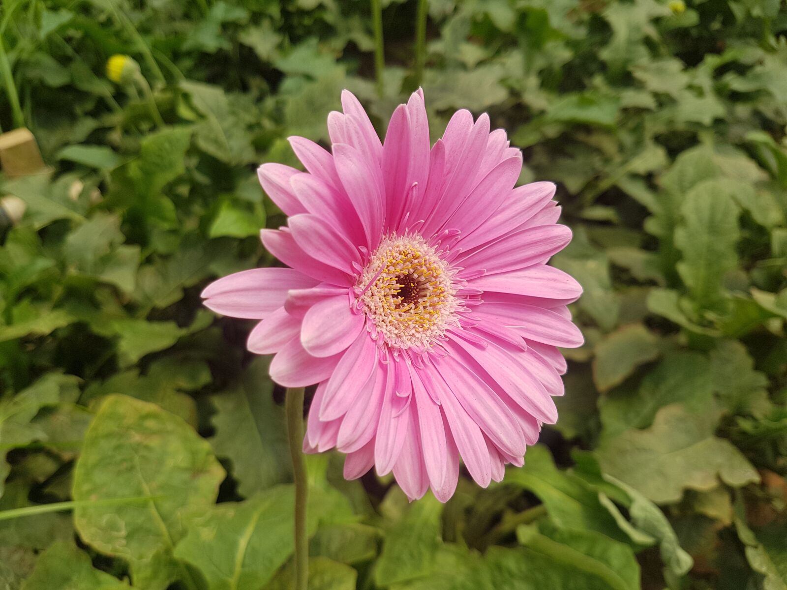 Samsung Galaxy S7 Edge sample photo. Nature, flora, flower photography