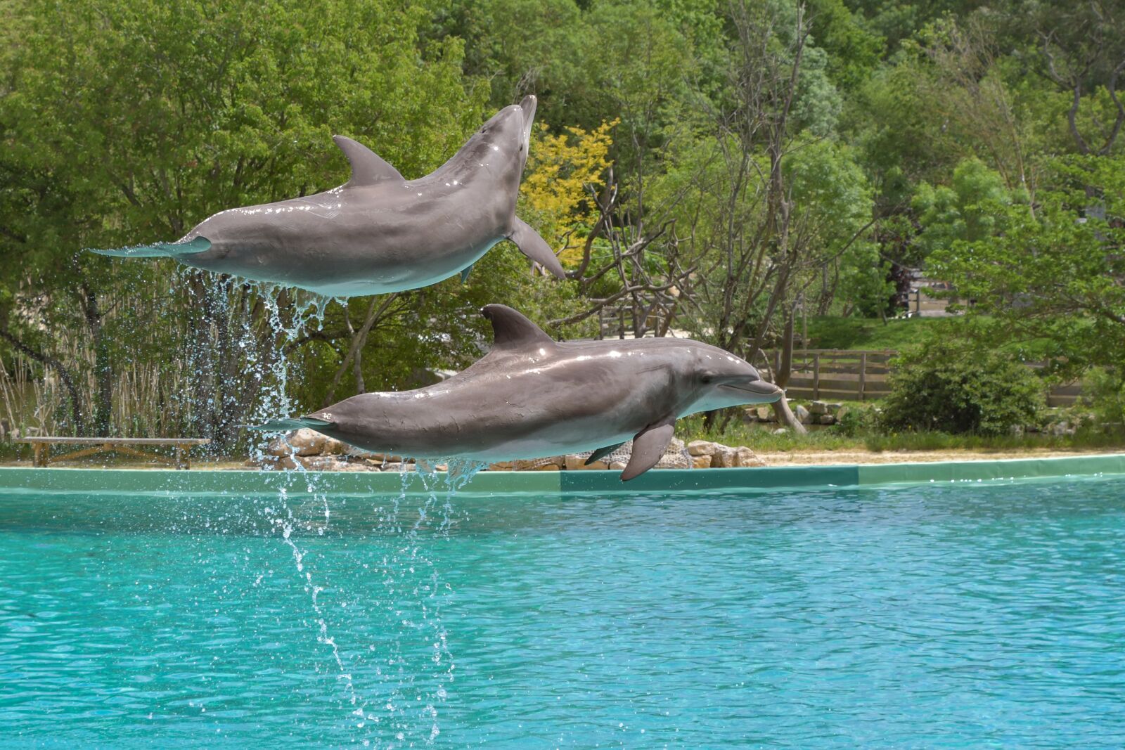 Nikon D500 sample photo. Dolphin, jump, two photography