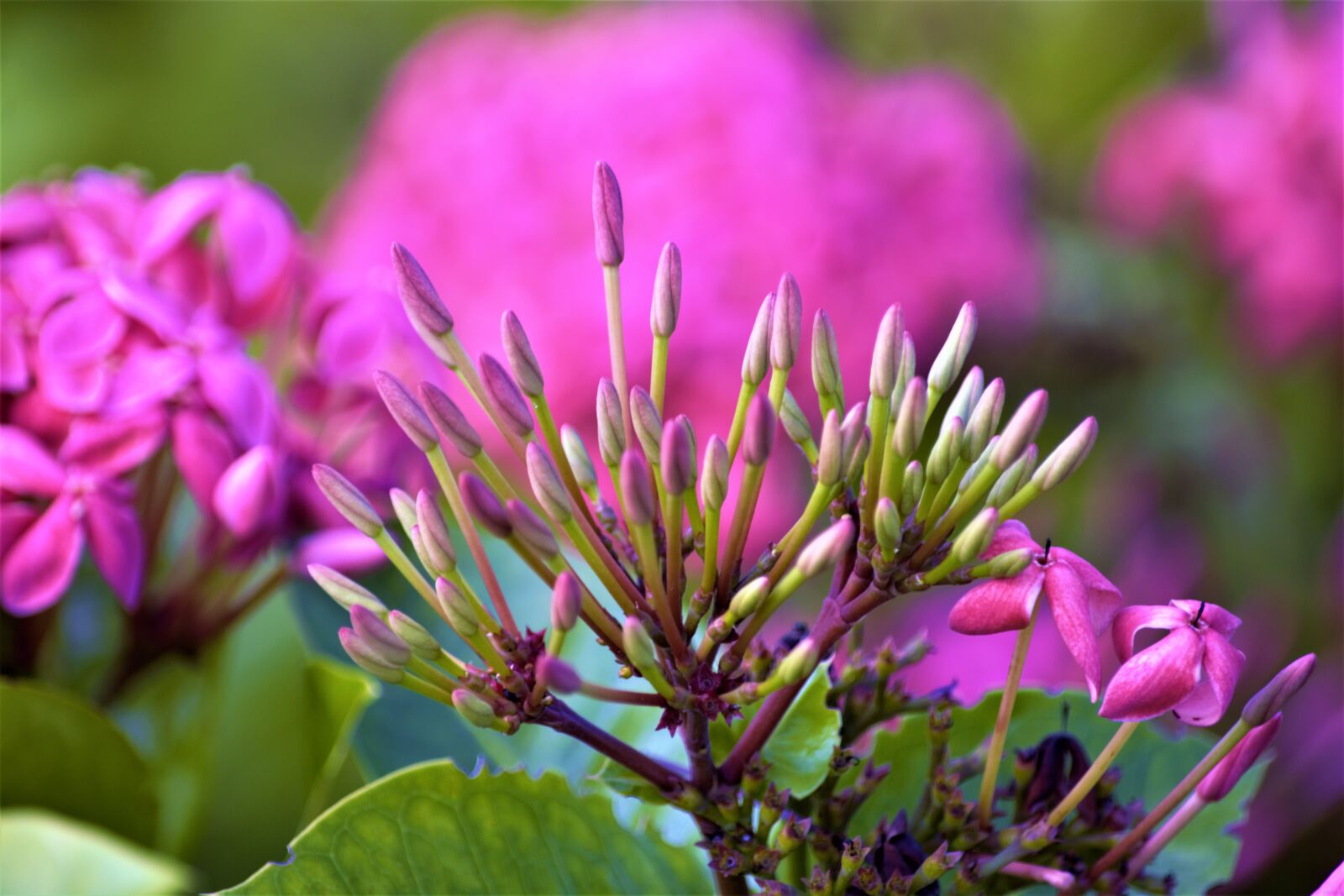 Nikon D7100 sample photo. Flowers, pink, tropical photography