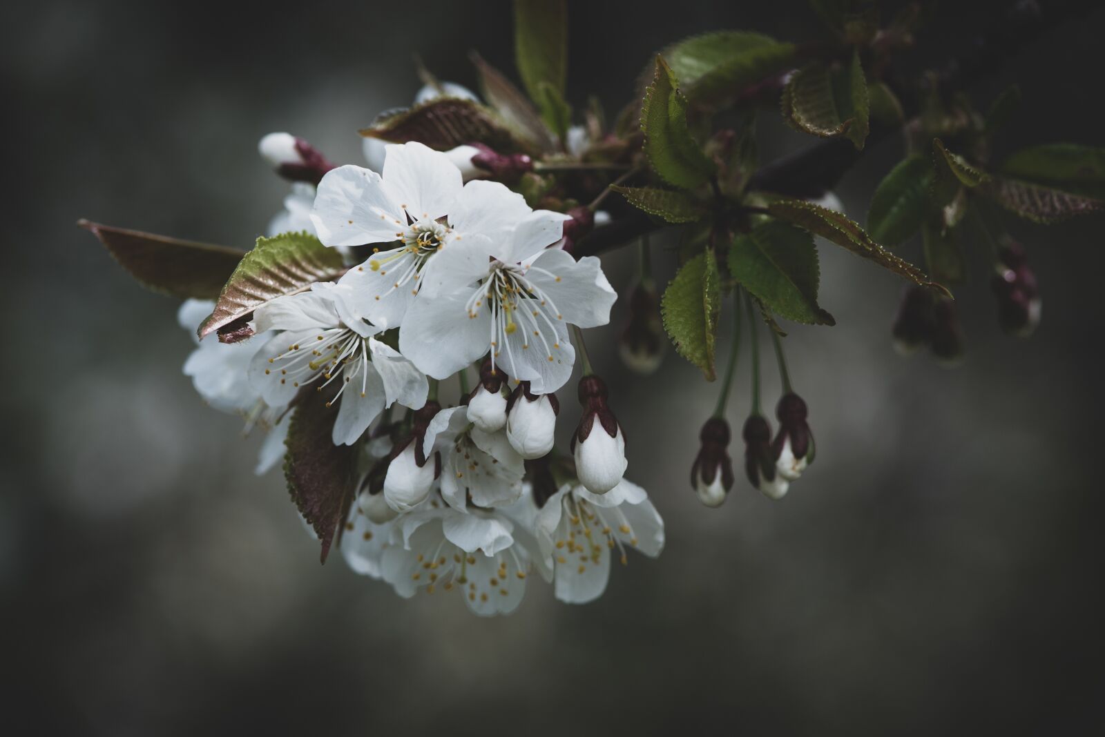Nikon D750 sample photo. Flowers, white, spring photography