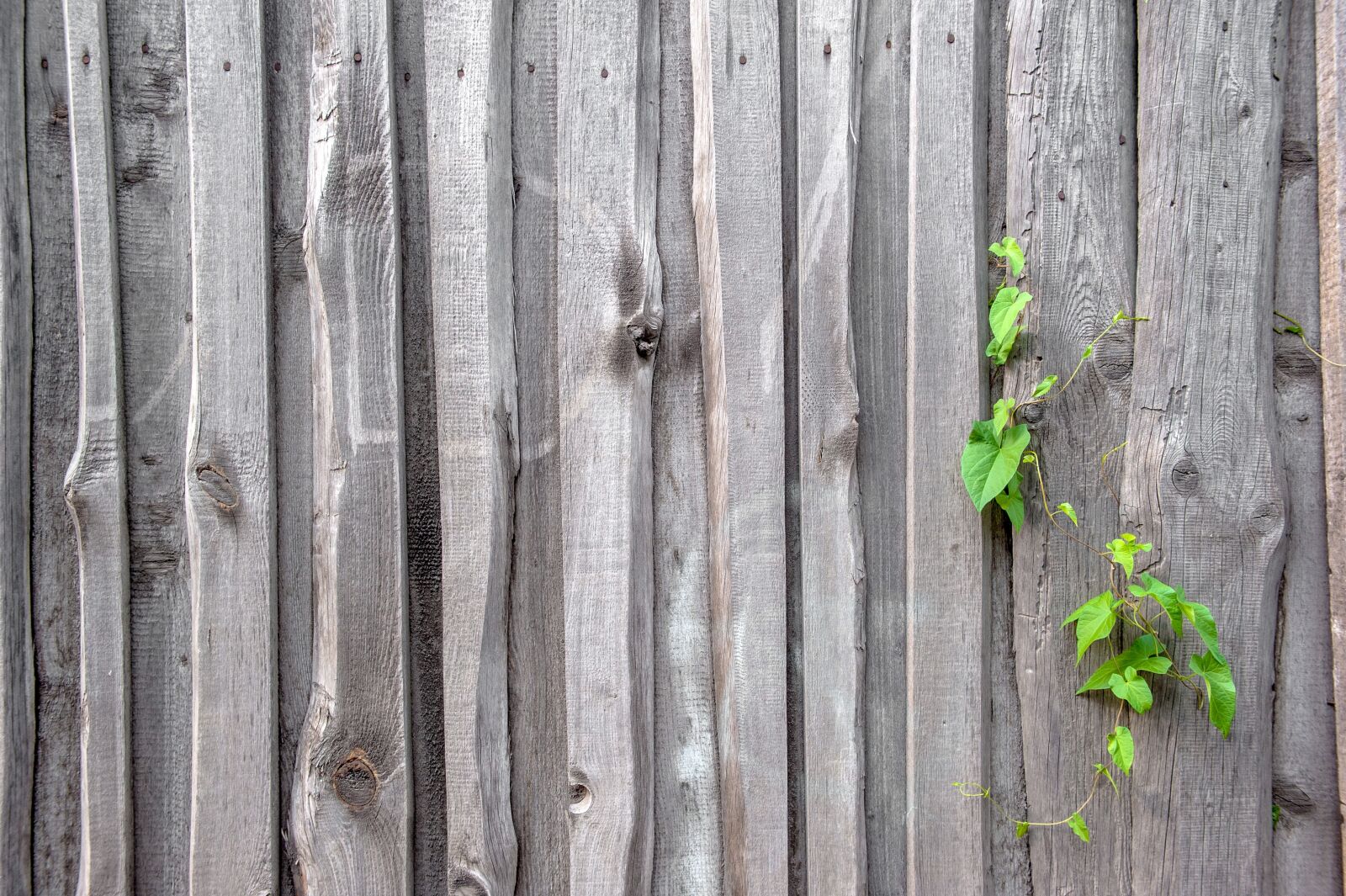 Nikon D700 sample photo. Fence, texture, old photography