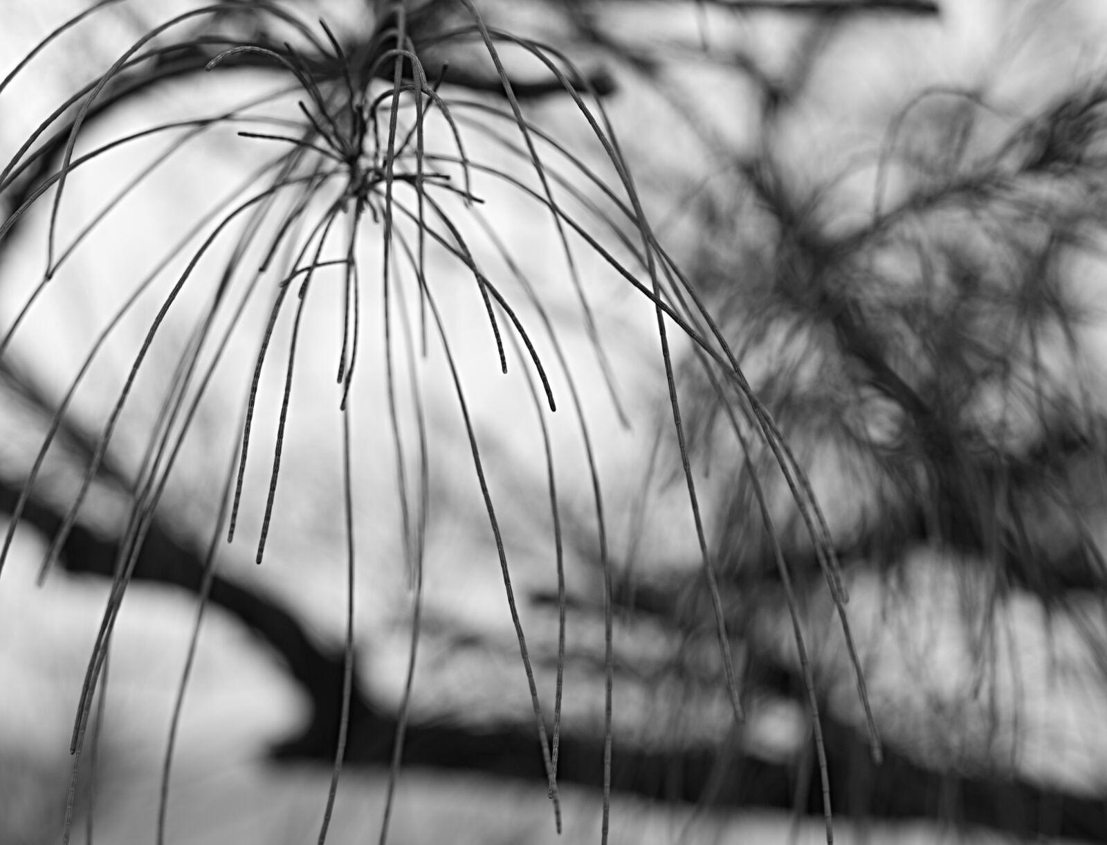 Nikon D5200 sample photo. Black and white, monochrome photography