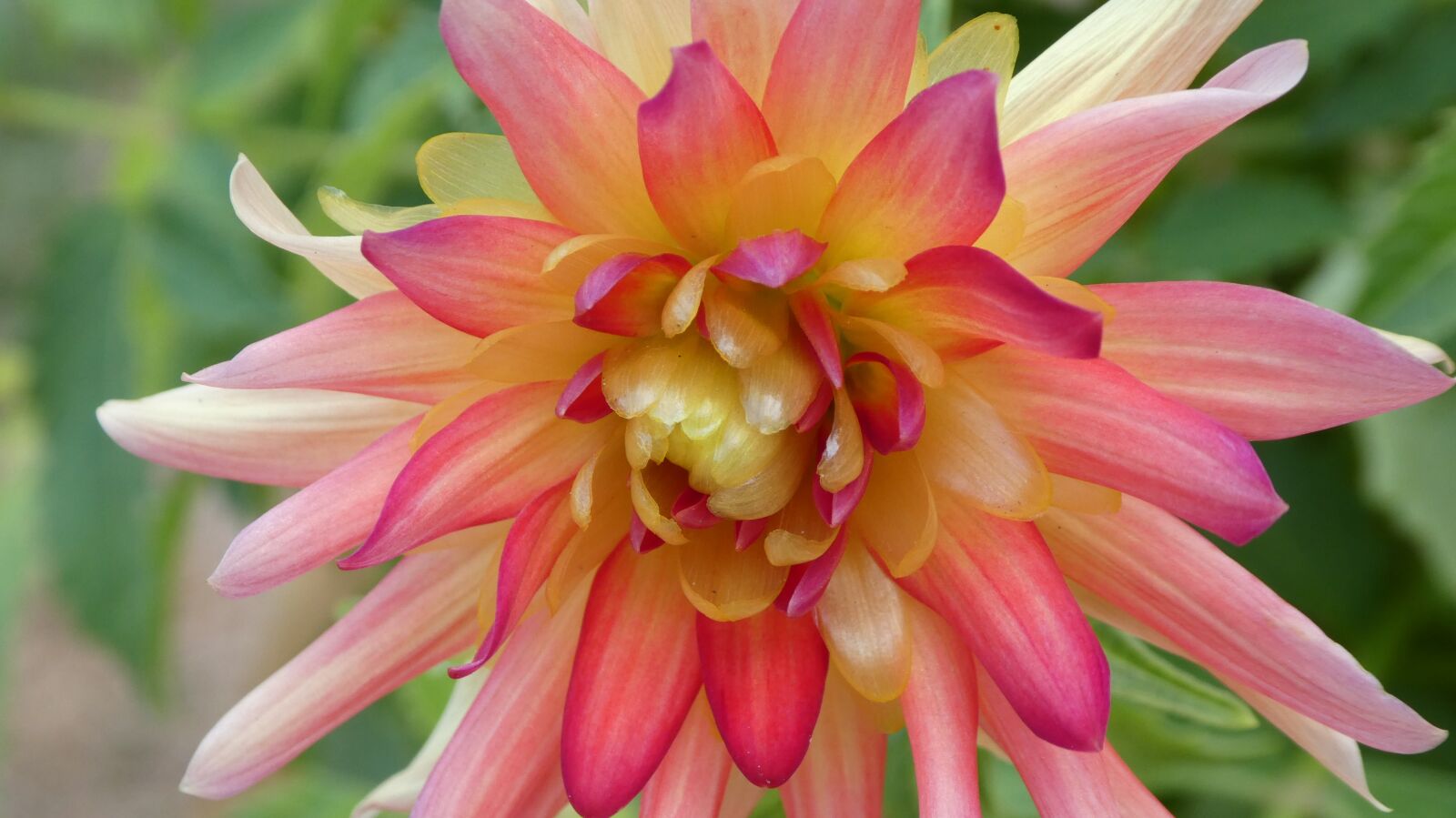 Panasonic DMC-TZ81 sample photo. Dahlia, delicate flower, pink photography