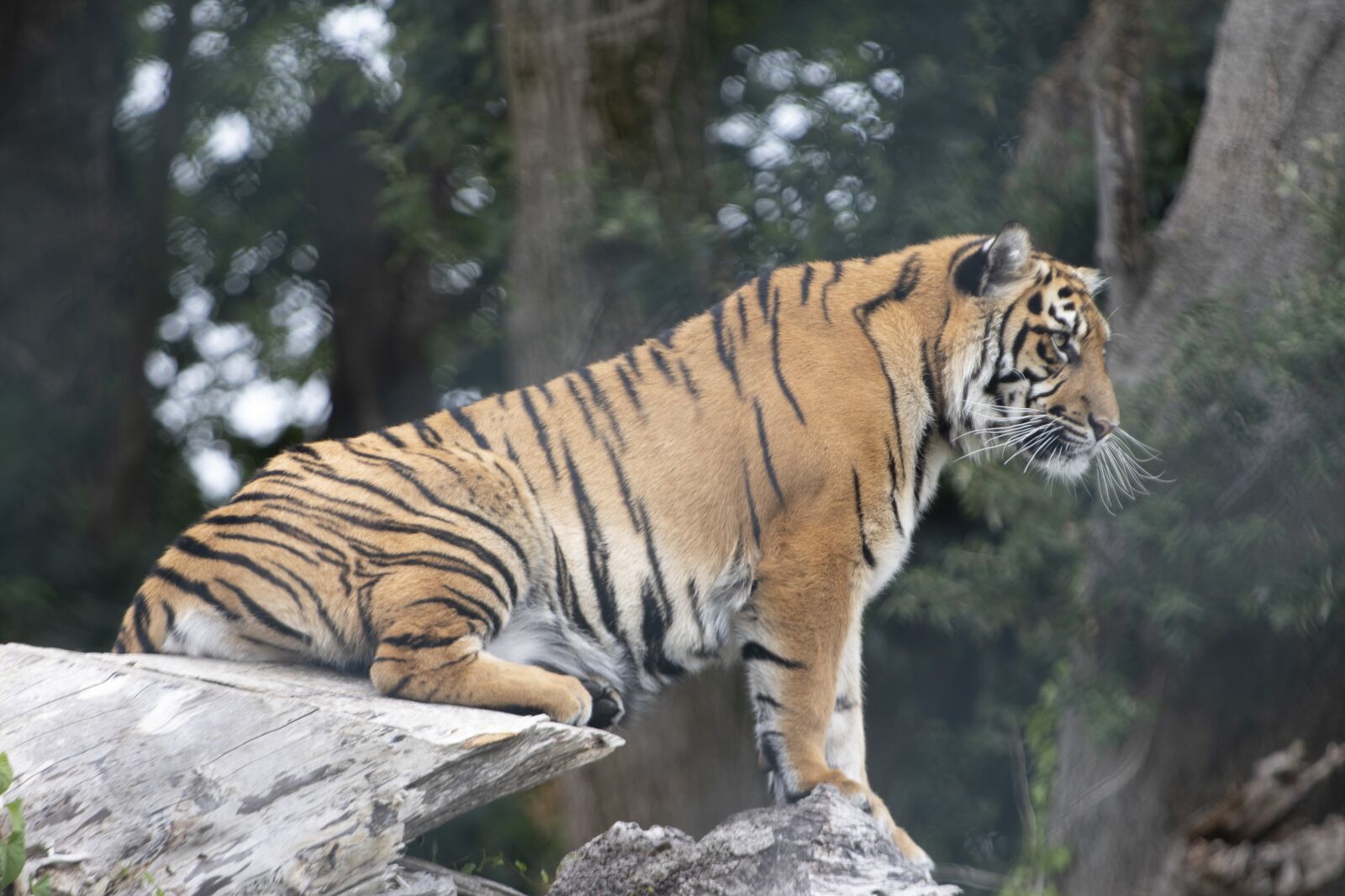 Canon EOS 77D (EOS 9000D / EOS 770D) sample photo. Tiger, ireland zoo, wildlife photography
