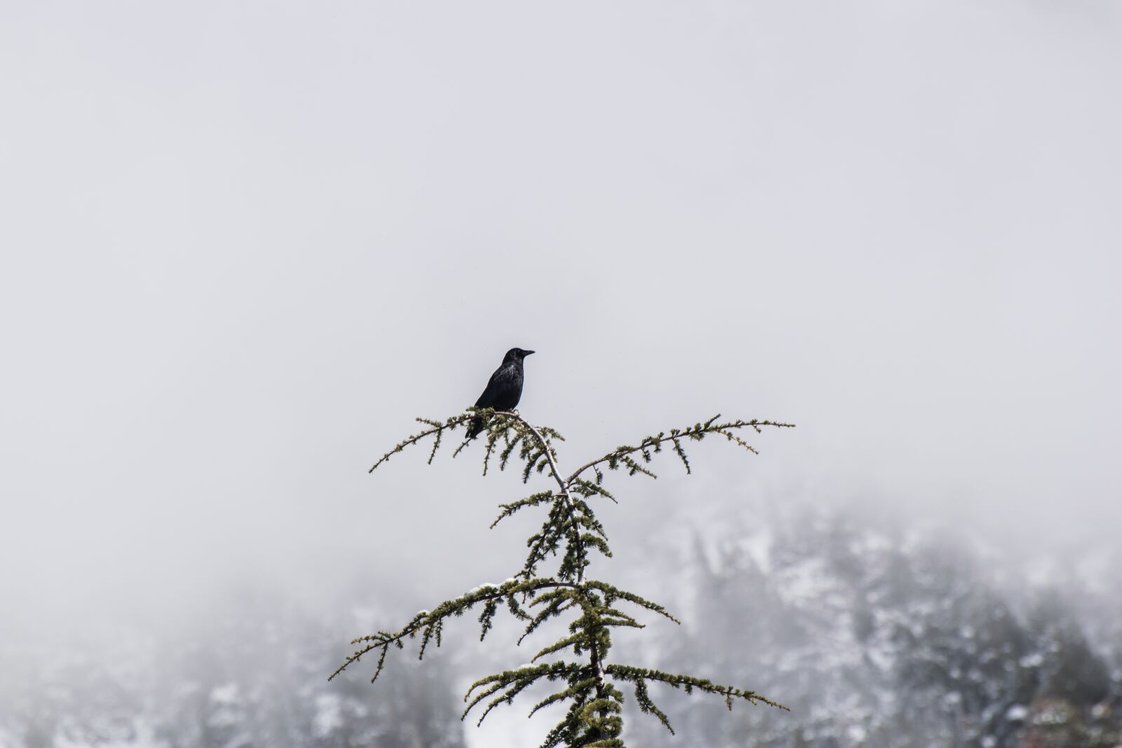 Nikon D5300 sample photo. Nature, winter, bird photography