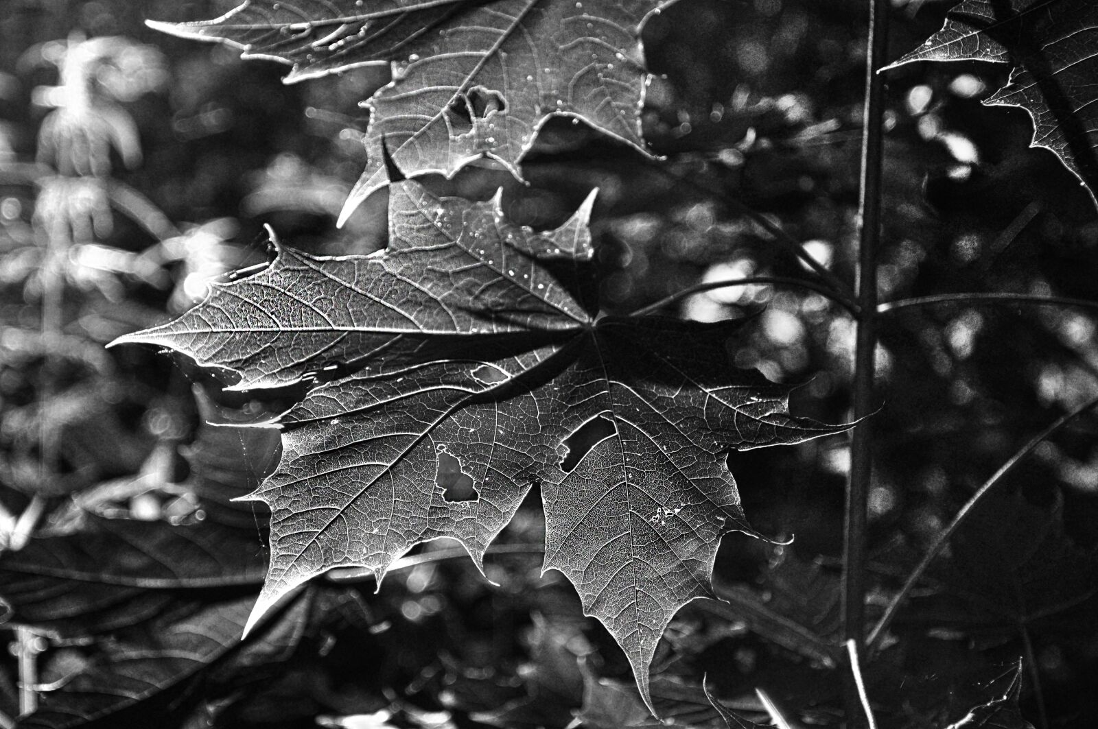 Nikon D90 sample photo. Branch, twig, leaf photography
