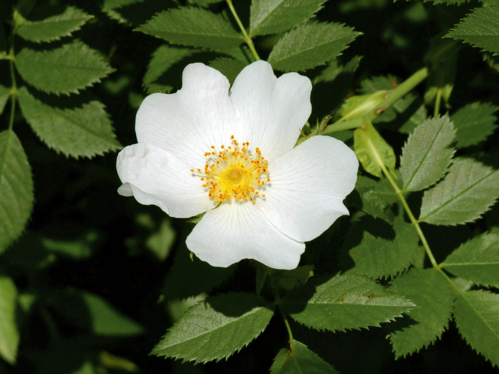 Fujifilm FinePix S100fs sample photo. Brian, rosehip flower, white photography