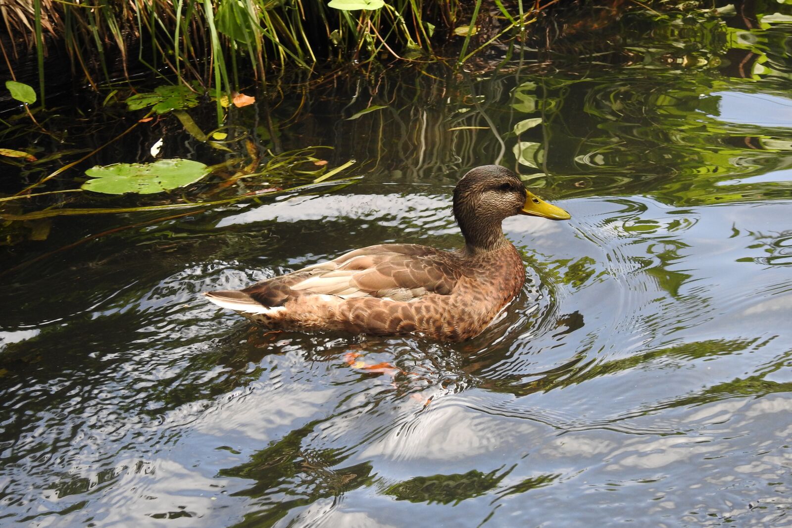 Nikon Coolpix P900 sample photo. Wild duck, water, swimming photography