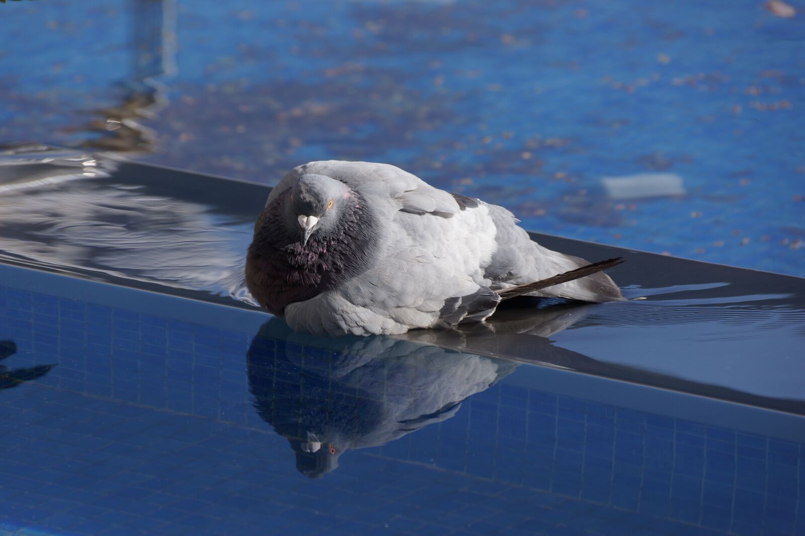 Sony SLT-A77 + Sony DT 18-250mm F3.5-6.3 sample photo. Pigeon, blue, water photography