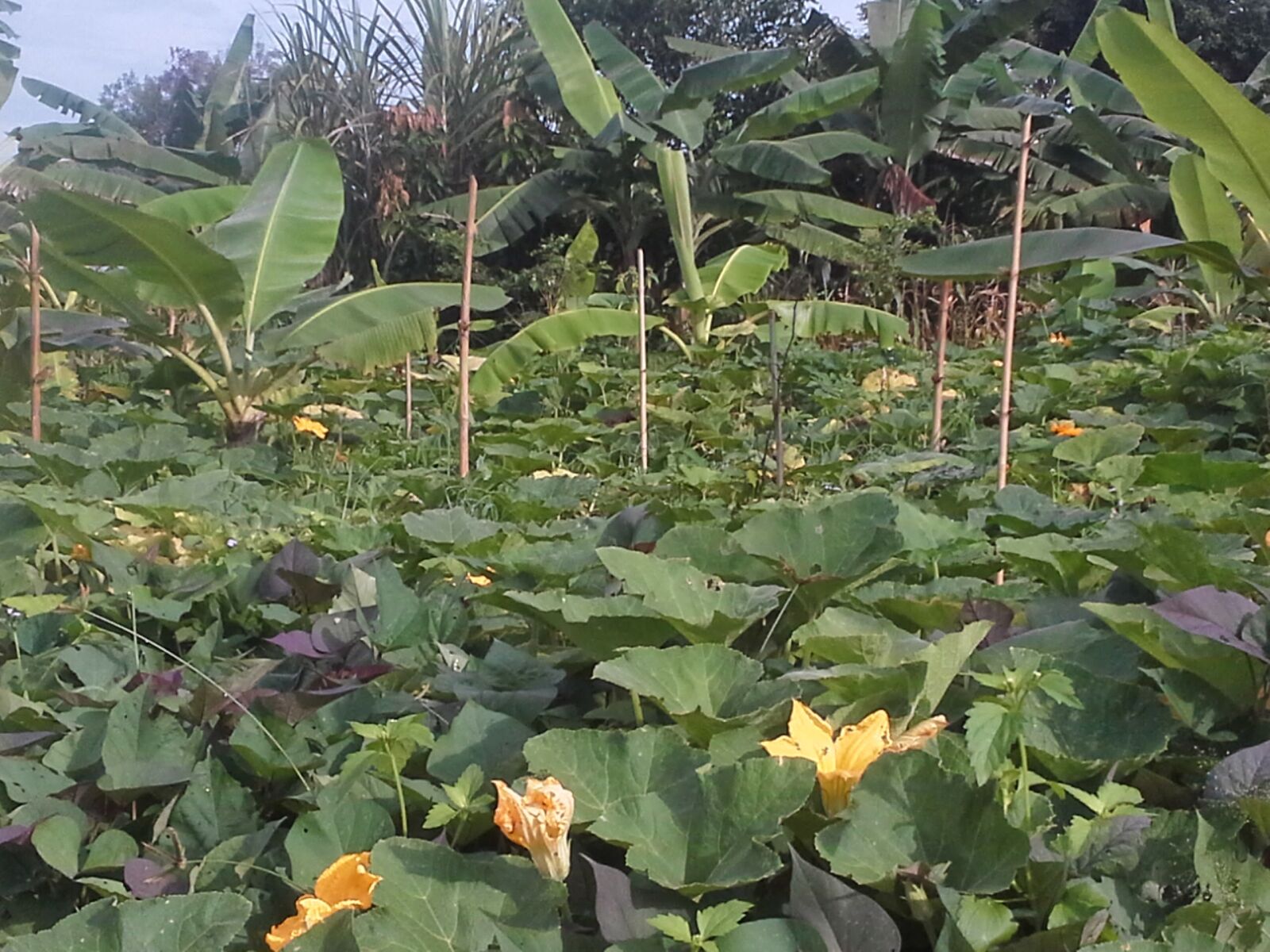 Samsung Galaxy Note 10.1 sample photo