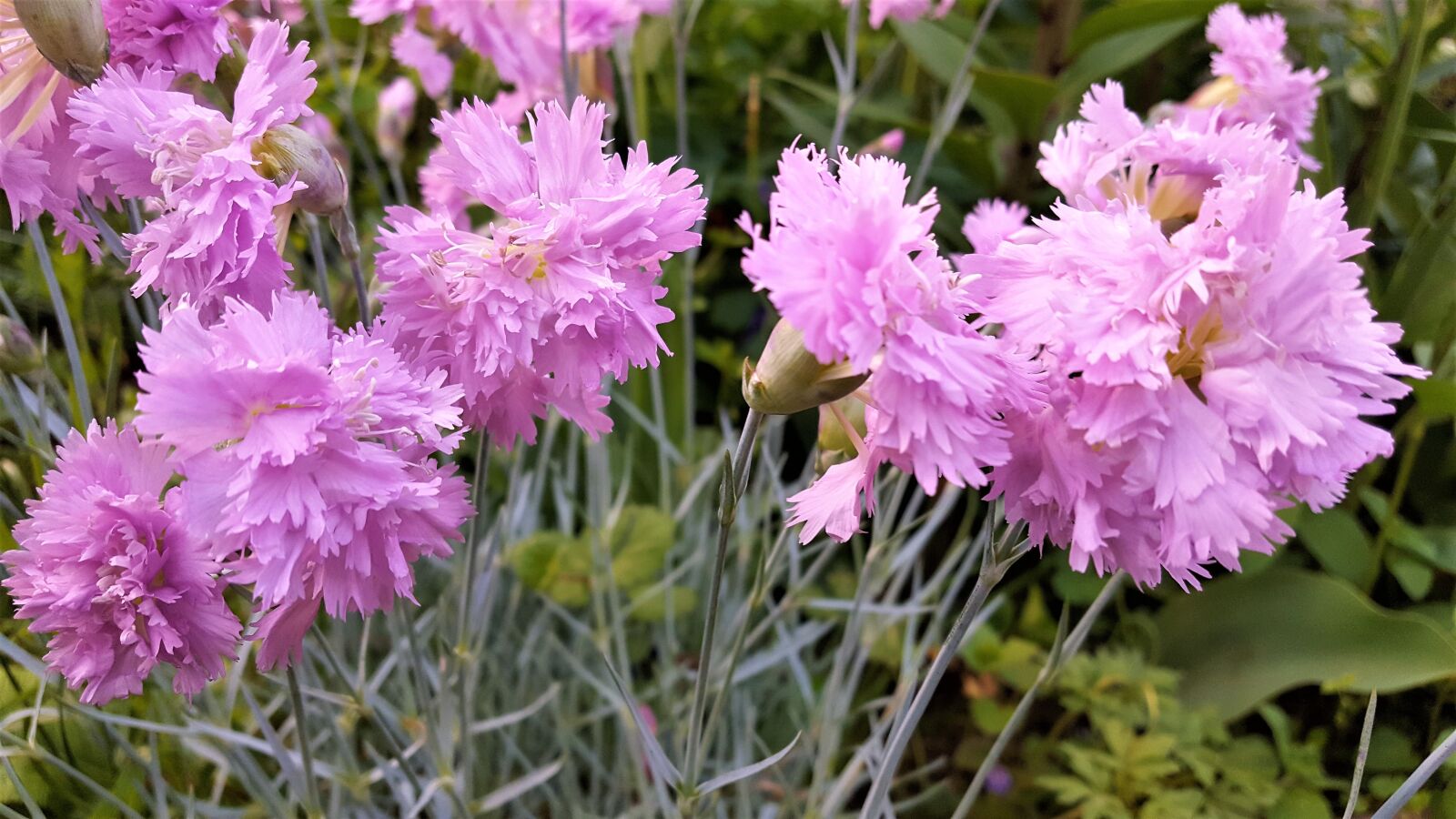 Samsung Galaxy S6 sample photo. Cloves, flower, pink photography