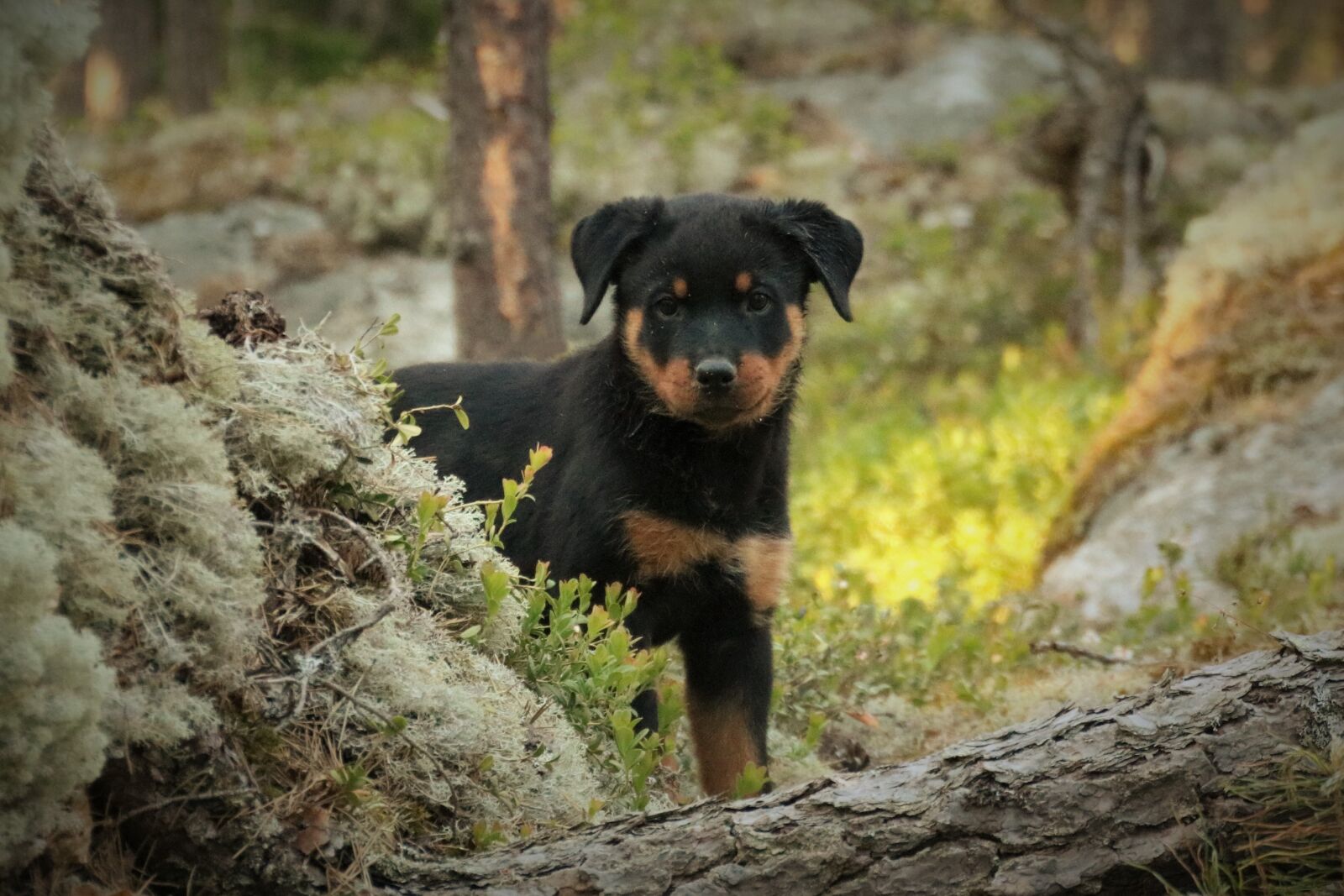 Canon EOS 750D (EOS Rebel T6i / EOS Kiss X8i) sample photo. Puppy, rottweiler, forest photography