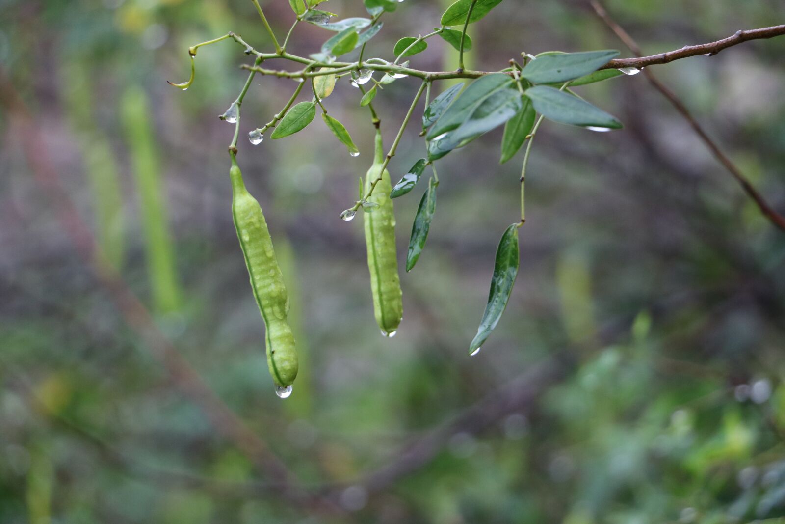 Canon EOS 750D (EOS Rebel T6i / EOS Kiss X8i) sample photo. Rain, autumn, fruit photography