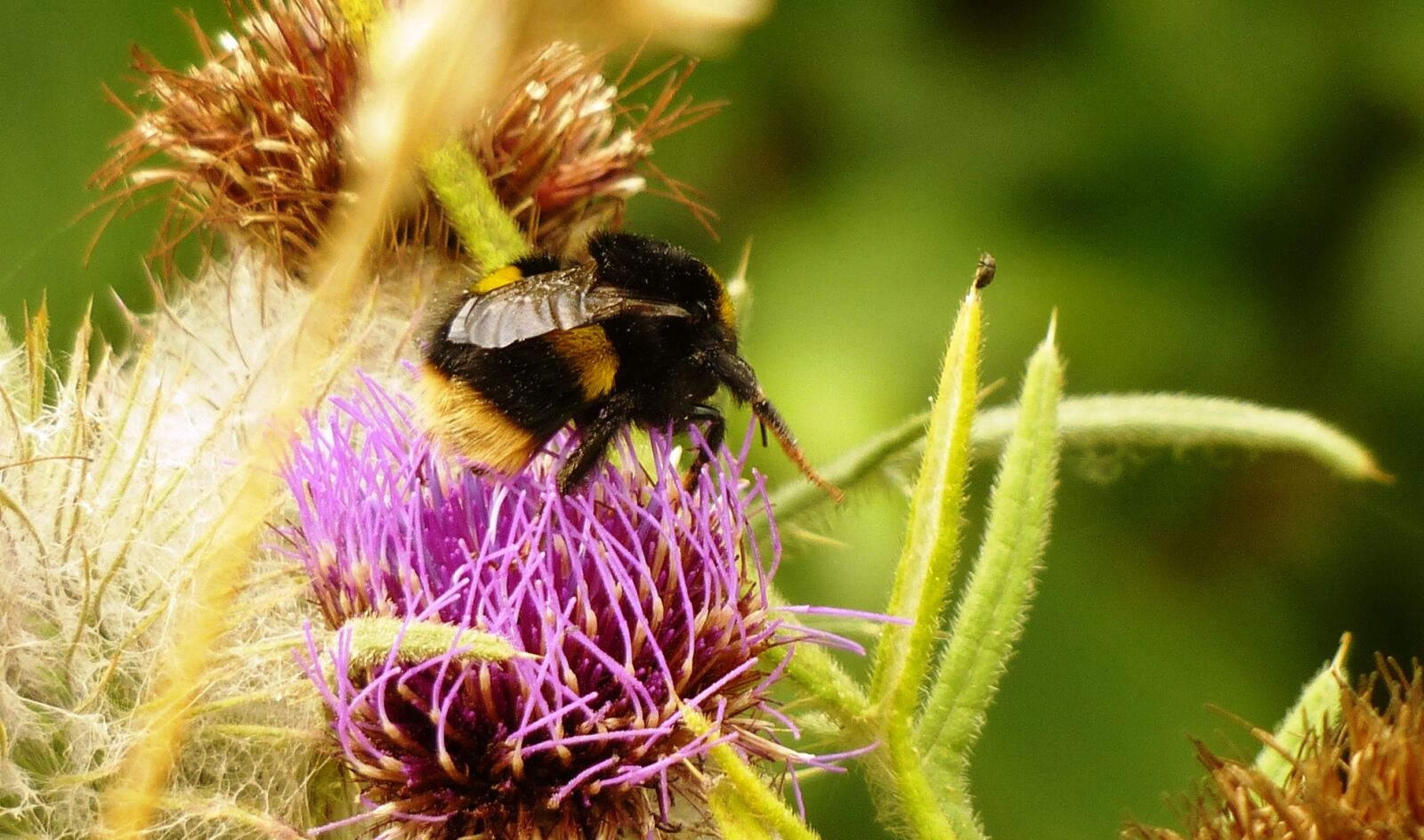 Panasonic Lumix DMC-FZ200 sample photo. Bee, flower, pollen photography