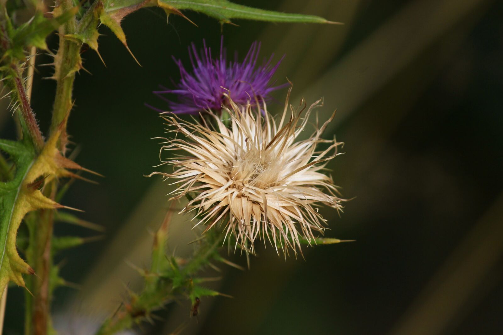 Canon EOS 1100D (EOS Rebel T3 / EOS Kiss X50) sample photo. Thistle, bloom, faded photography
