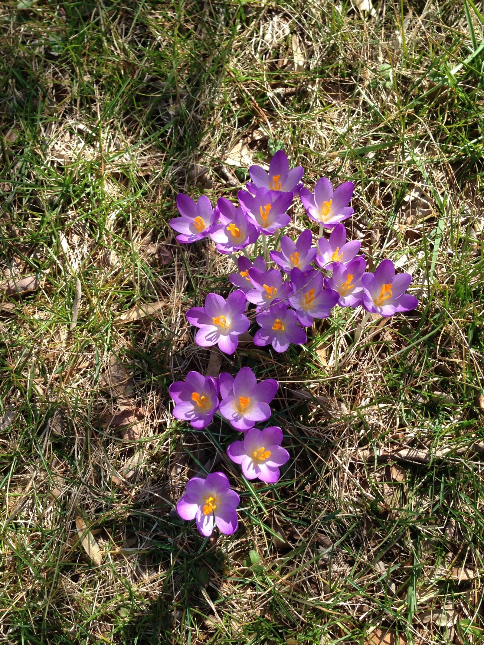 iPhone 5 back camera 4.12mm f/2.4 sample photo. Crocus, bloom, blooming photography