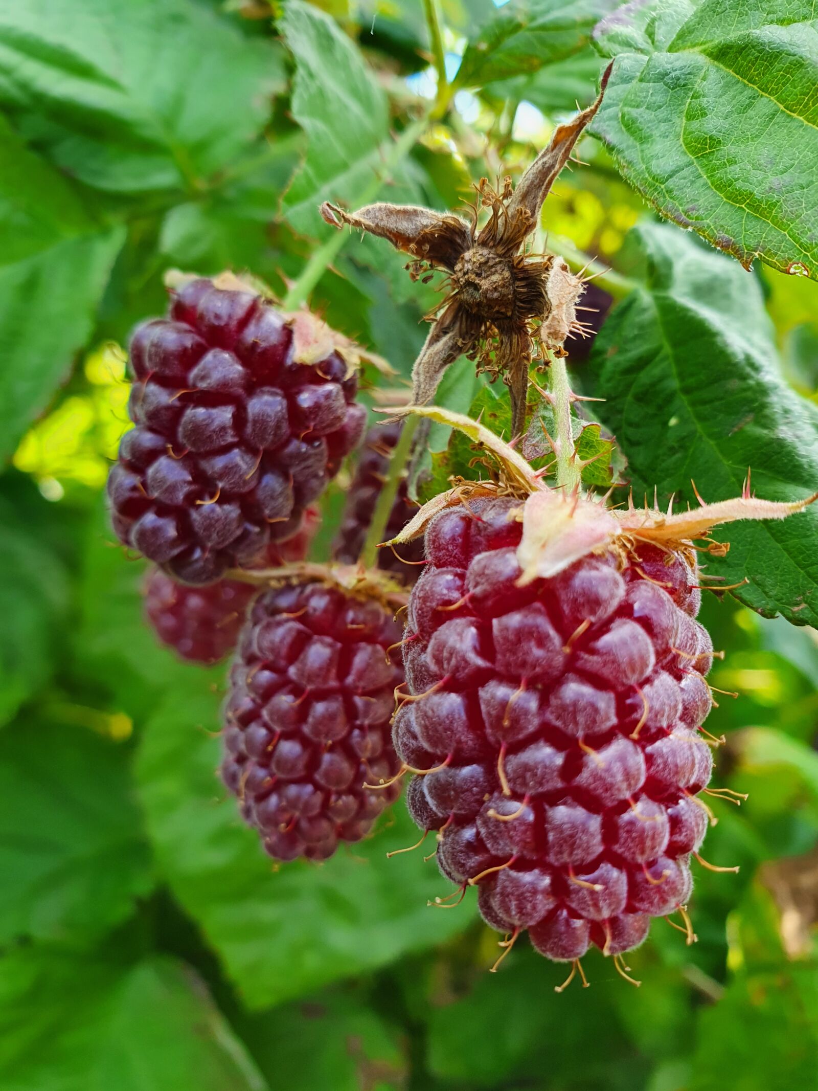 Samsung Galaxy S10 sample photo. Blackberry, berry, summer photography