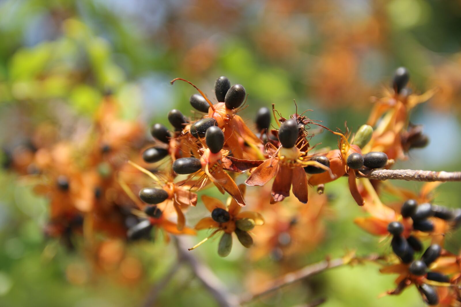 Canon EOS 60D sample photo. Apricot, blossom, flower photography