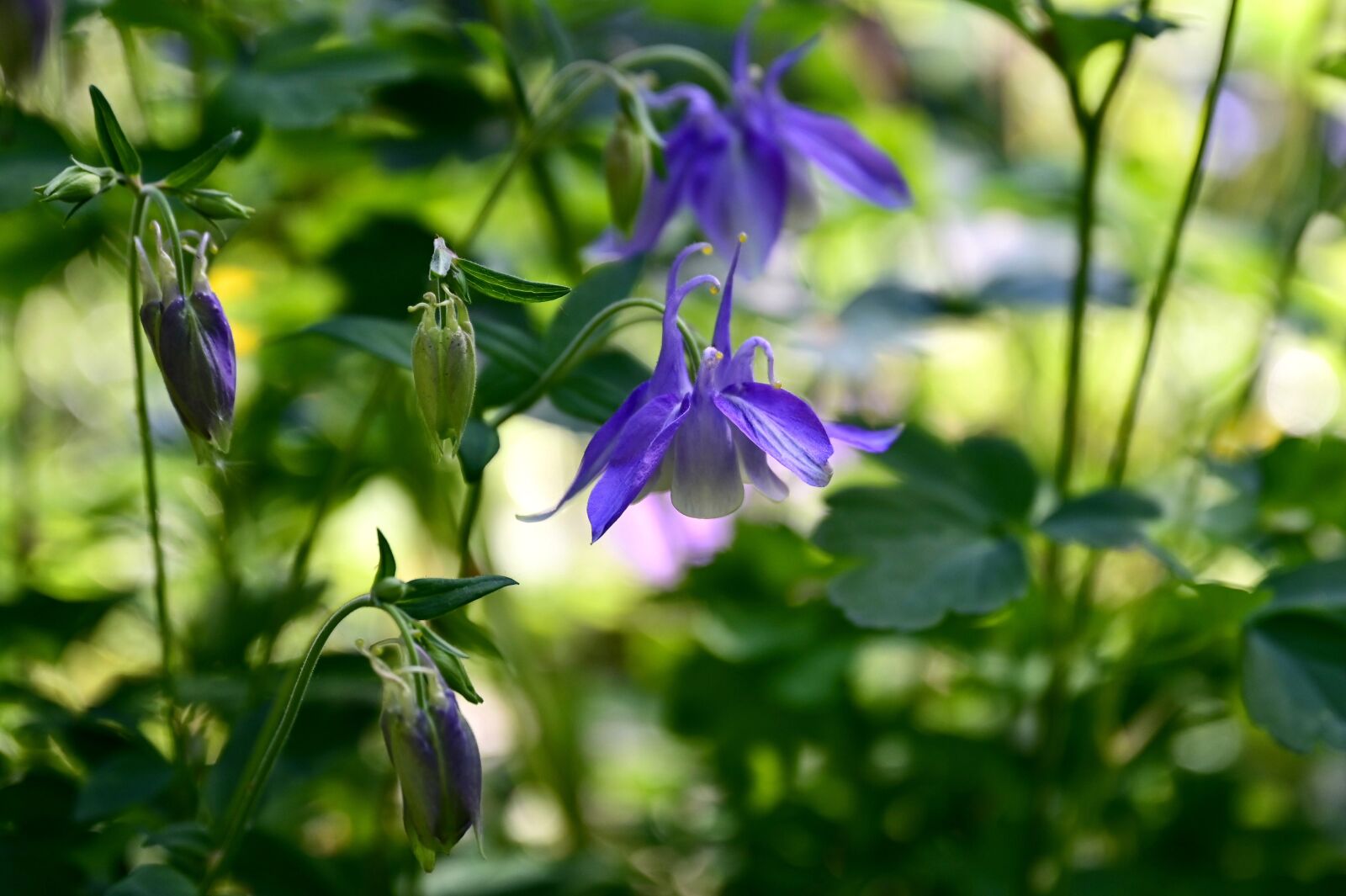 Nikon Z6 sample photo. Columbine, flower, aquilegia photography