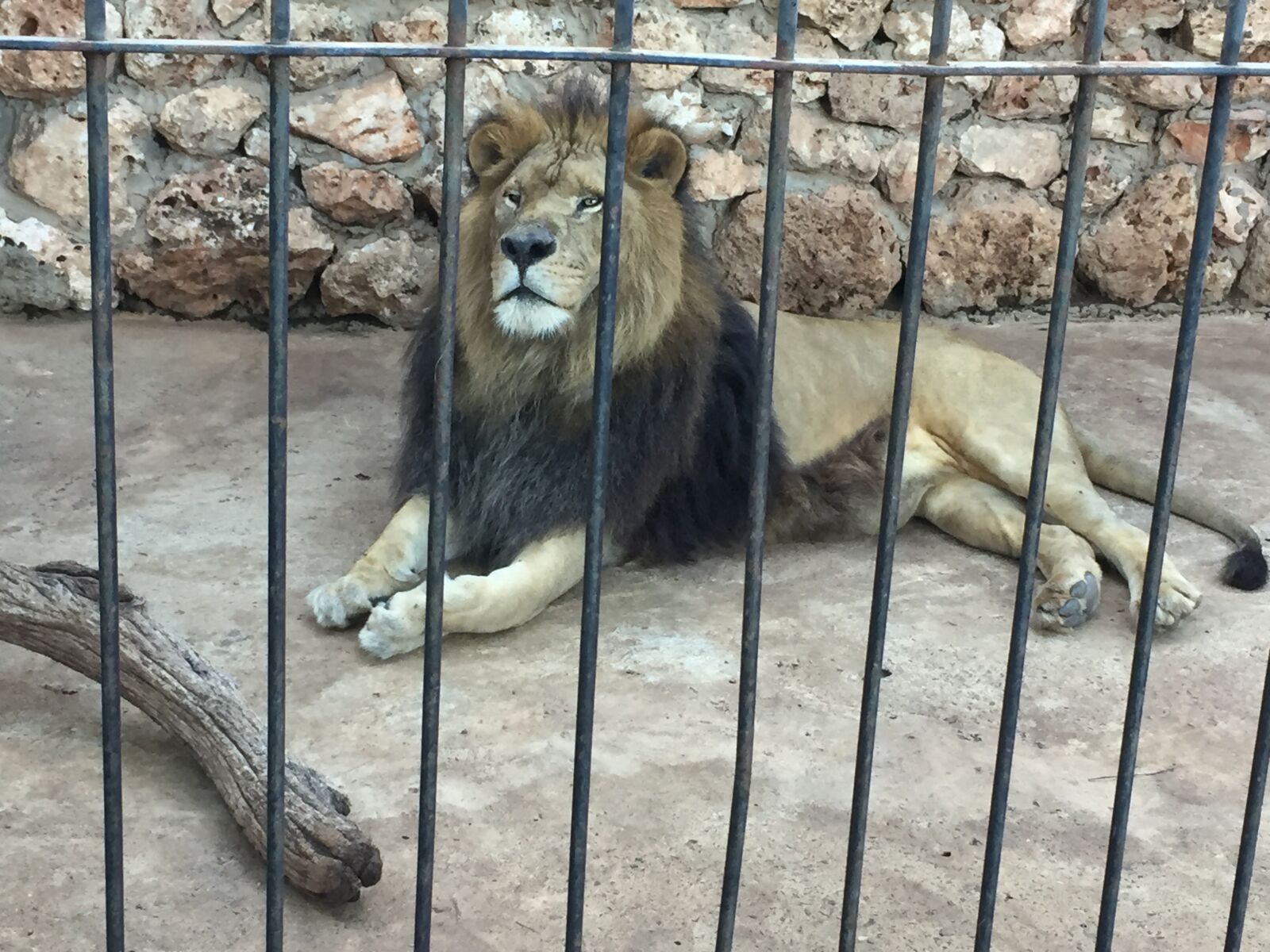 Apple iPhone 6 sample photo. Lion, zoo, nature photography