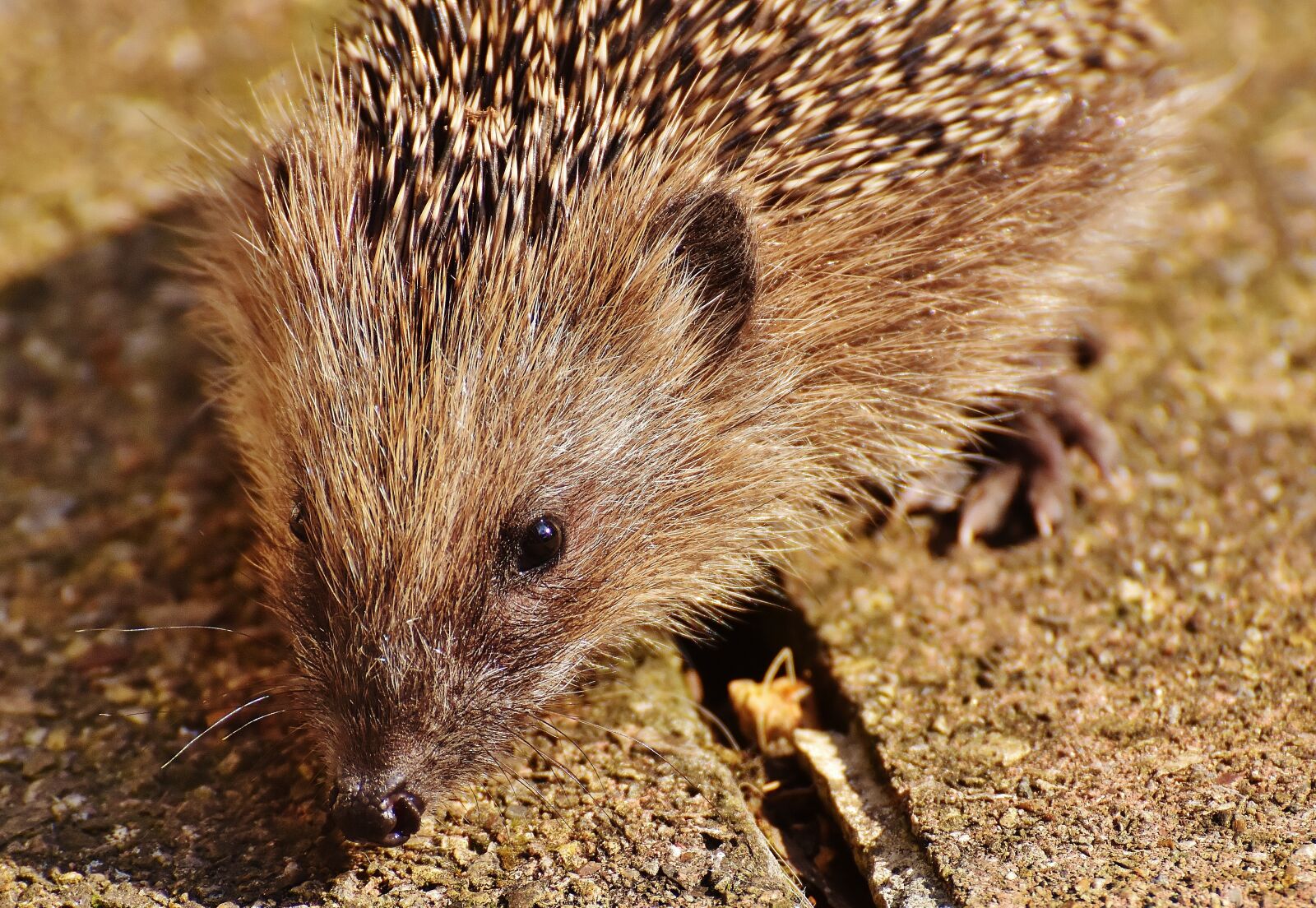 Nikon D7200 sample photo. Hedgehog child, young hedgehog photography
