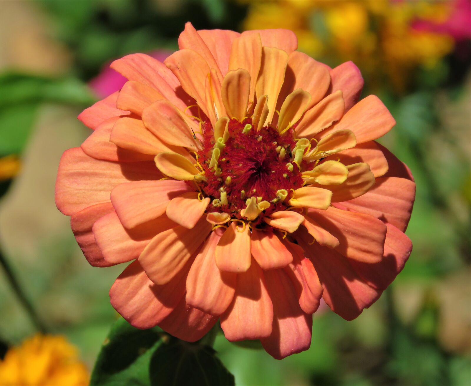 Canon PowerShot SX60 HS sample photo. Flower, flora, nature photography