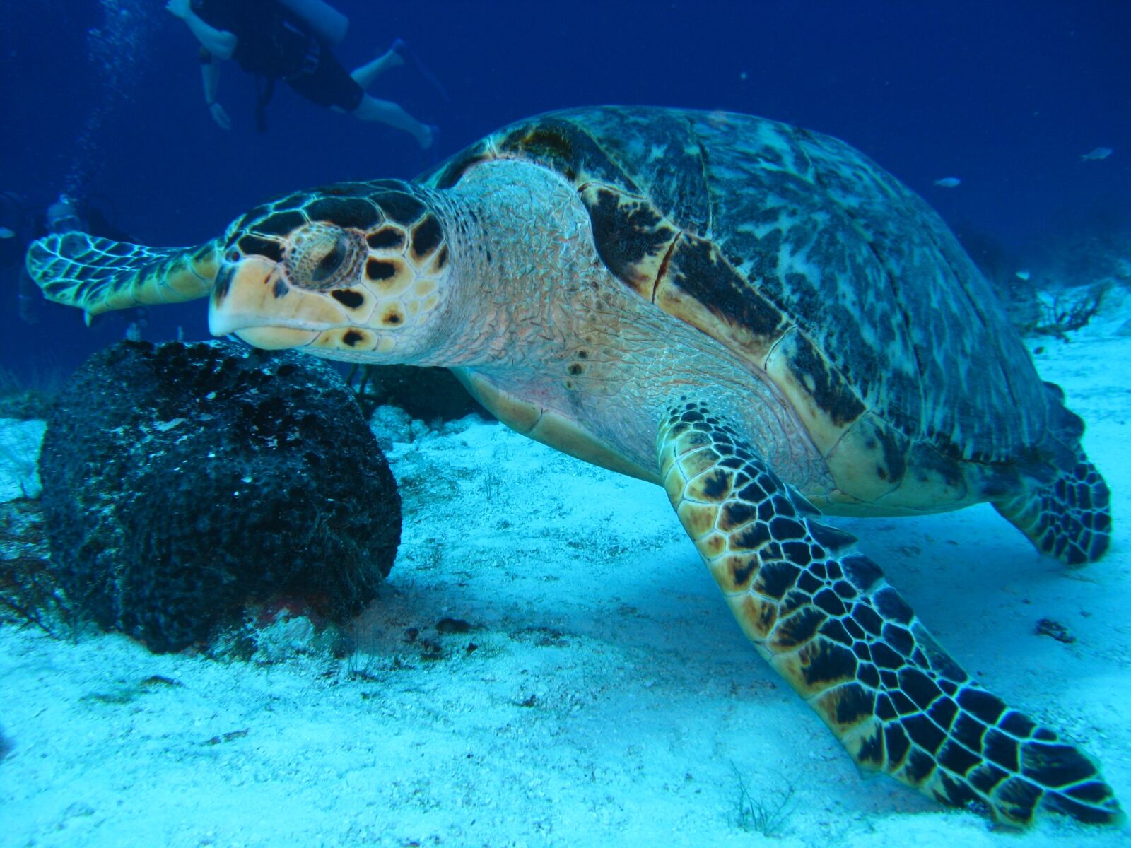 Canon POWERSHOT A720 IS sample photo. Turtle, underwater, marine photography
