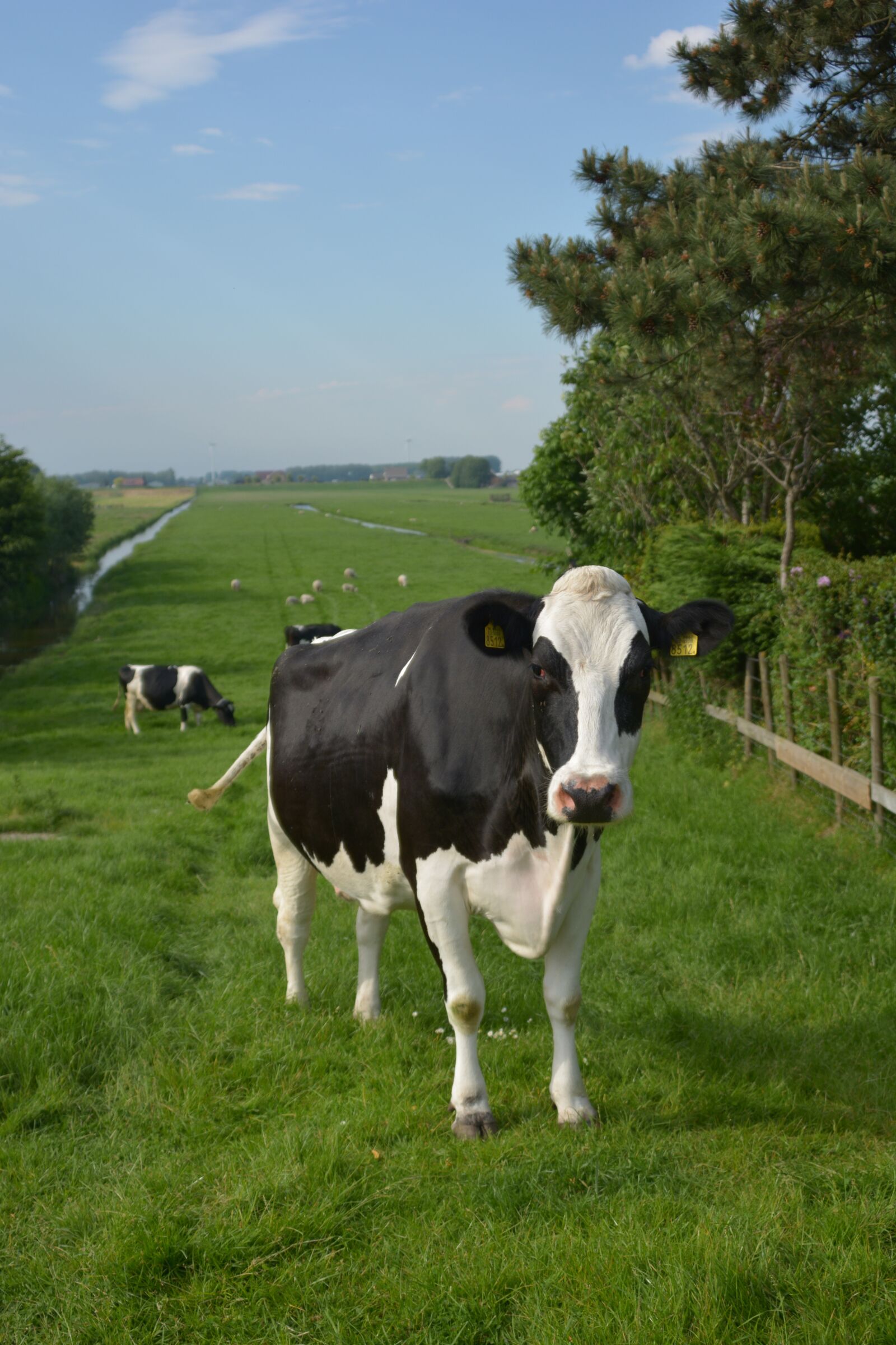 Nikon D5200 sample photo. Cow, netherlands, landscape photography
