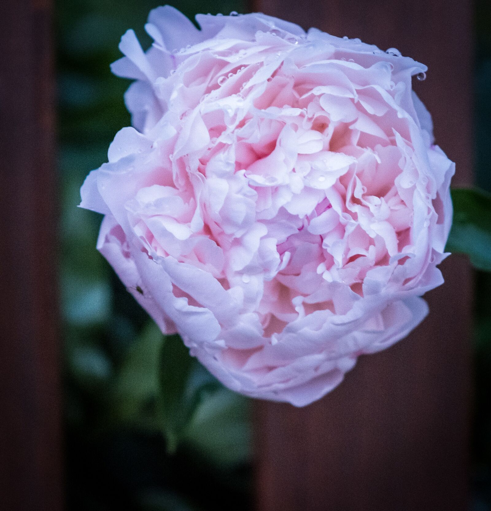 Fujifilm X-T2 sample photo. Rose, white, bush photography