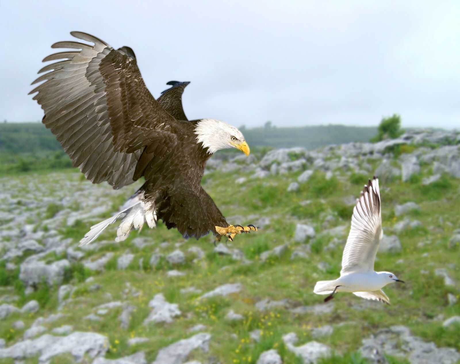 Xiaomi Redmi Note 6 Pro sample photo. Bird, eagle, bald eagle photography