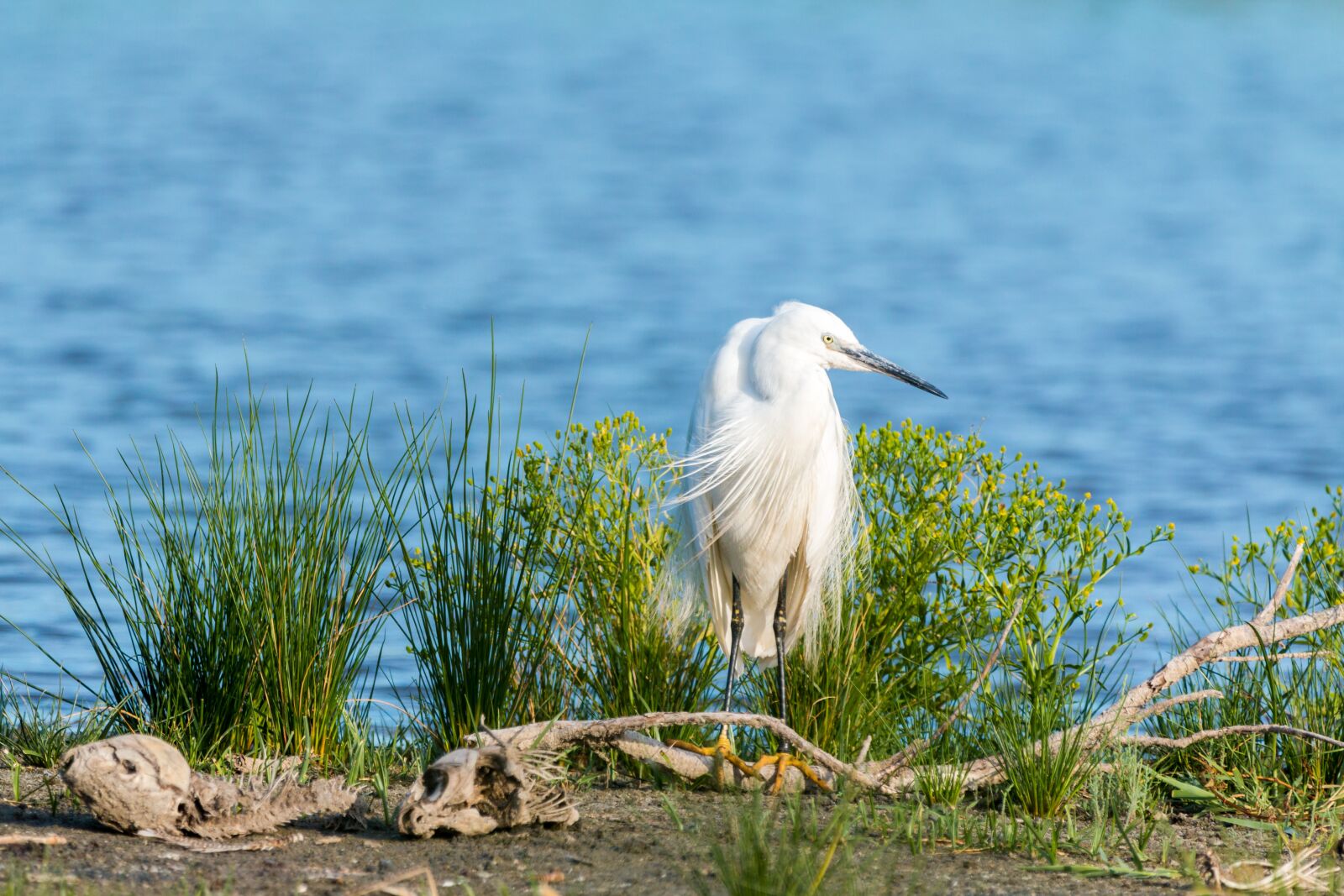 150-600mm F5-6.3 DG OS HSM | Contemporary 015 sample photo. Little egret, white heron photography