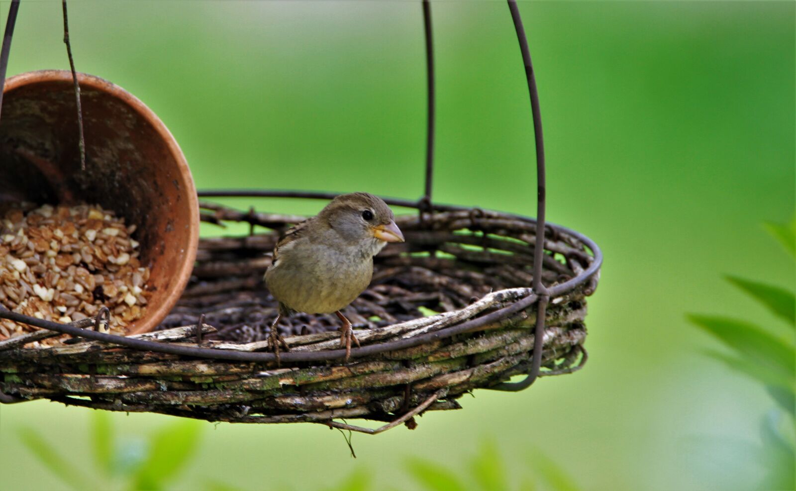Tamron SP 150-600mm F5-6.3 Di VC USD sample photo. Sparrow, songbird, bird photography