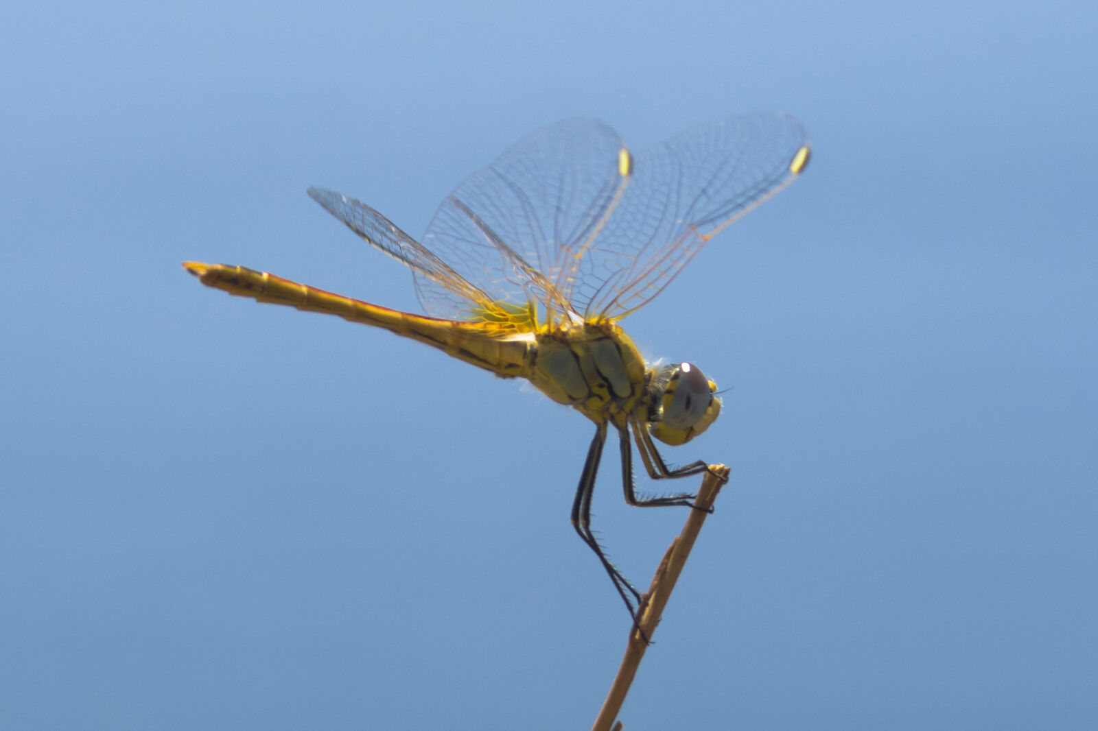 AF Zoom-Nikkor 28-80mm f/3.3-5.6G sample photo. Blue, dragonfly, dragonfly, wing photography