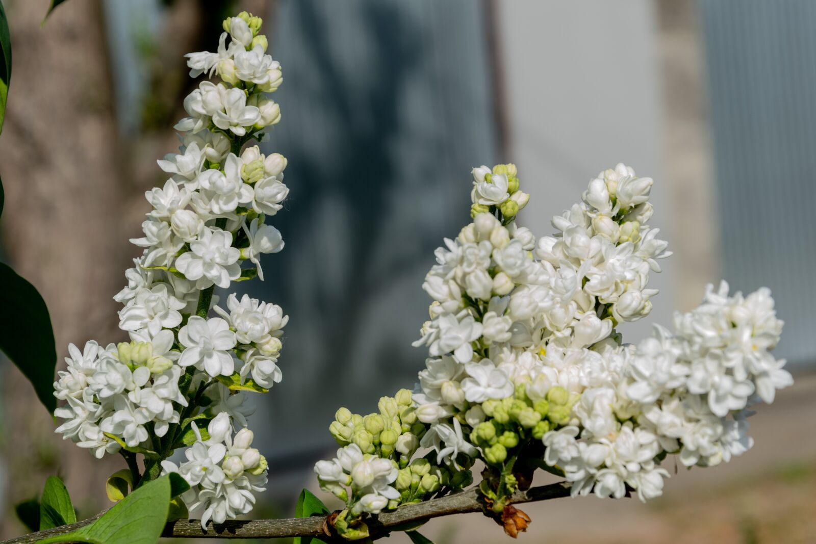 Nikon D3300 sample photo. Flower, white, spring photography