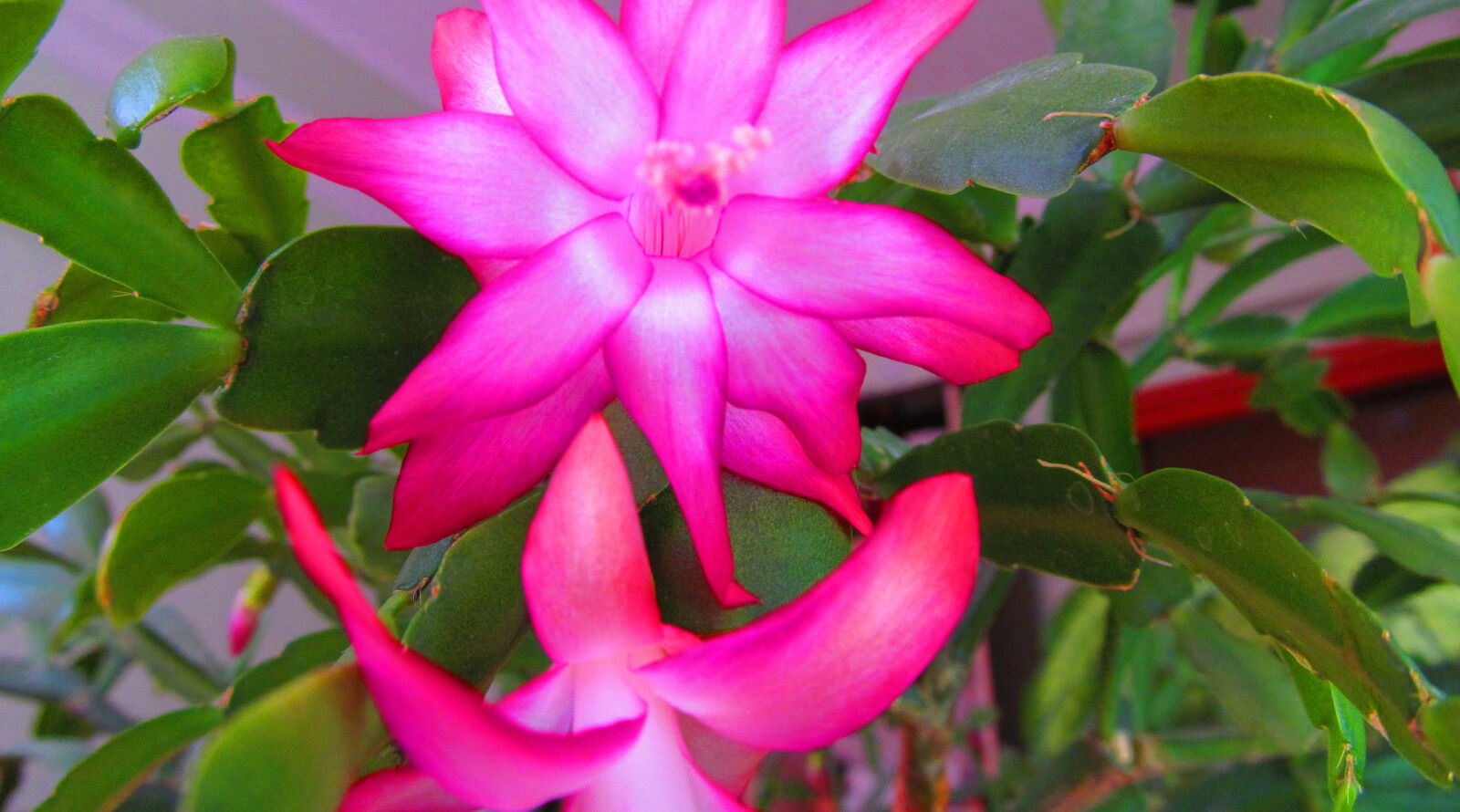 Canon PowerShot SX150 IS sample photo. Flower, macro, nature photography